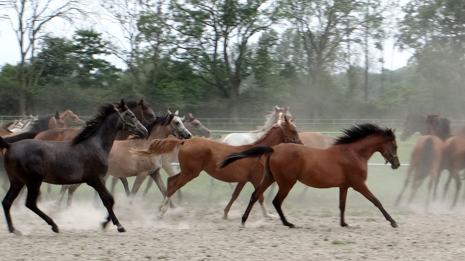 Sony DSC-HX200V sample photo. Horses on the move photography