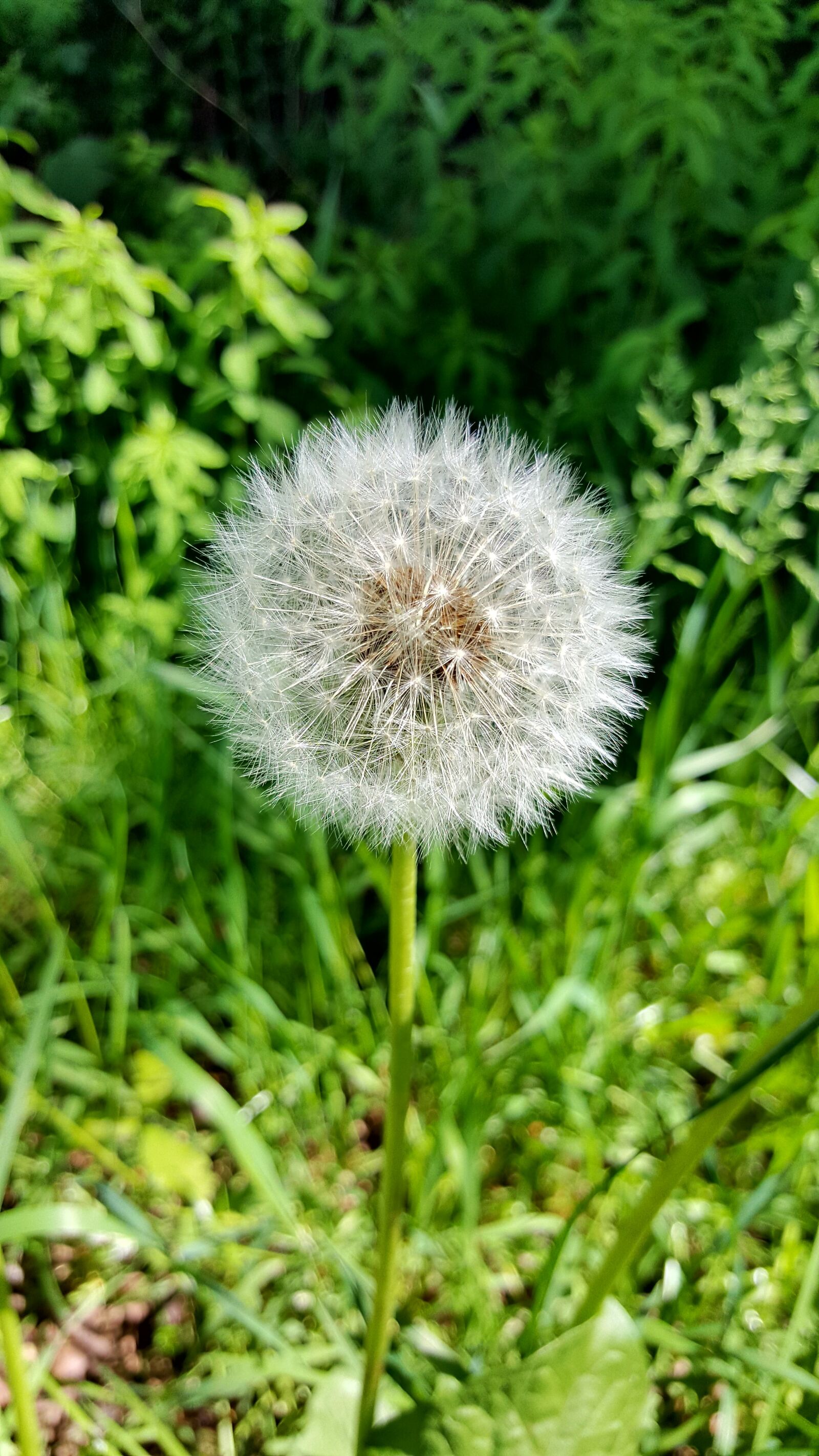 Samsung GALAXY S6 edge sample photo. Dandelion, nature photography