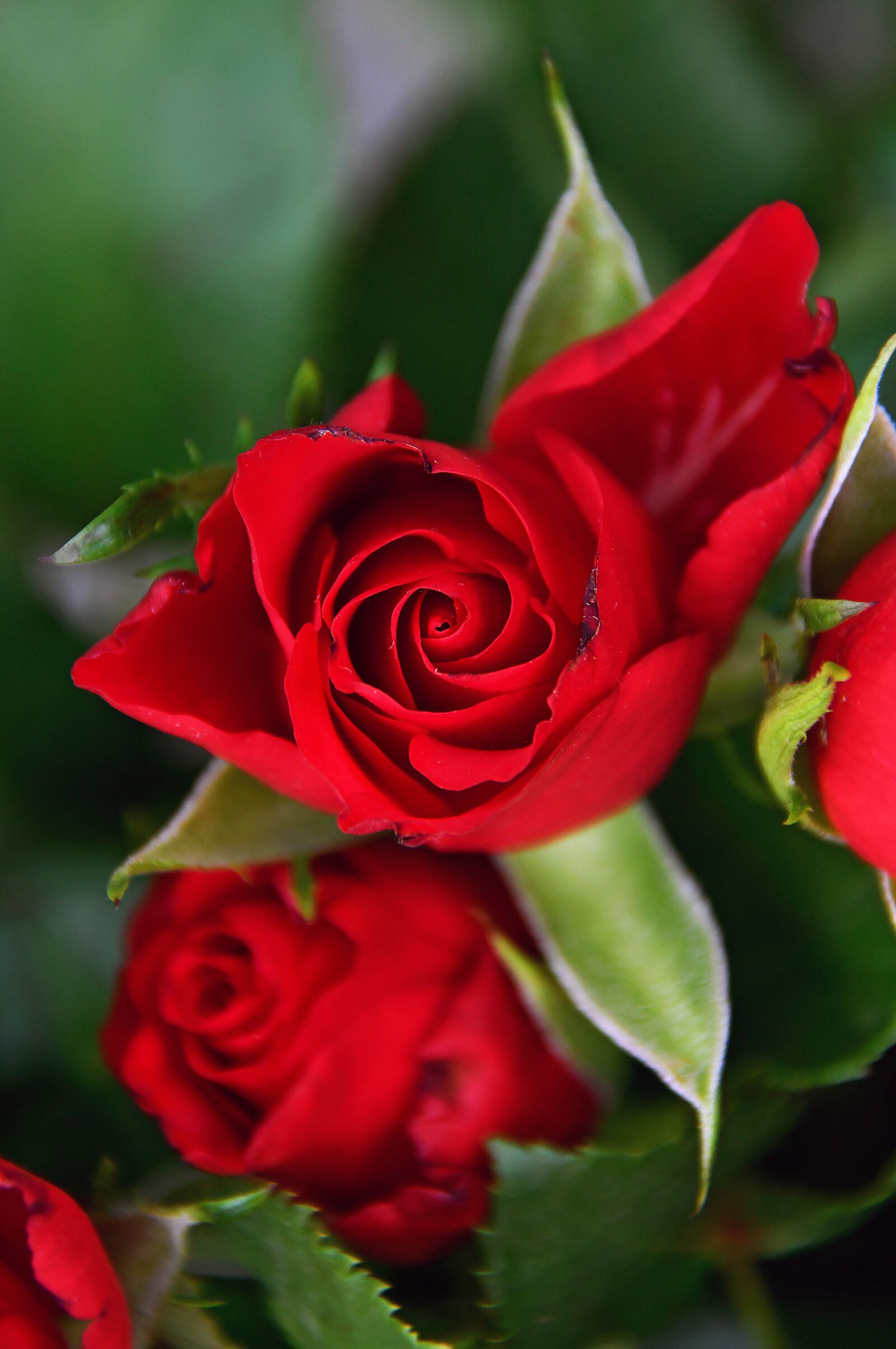 Nikon D3200 sample photo. Rose, rose petals, red photography