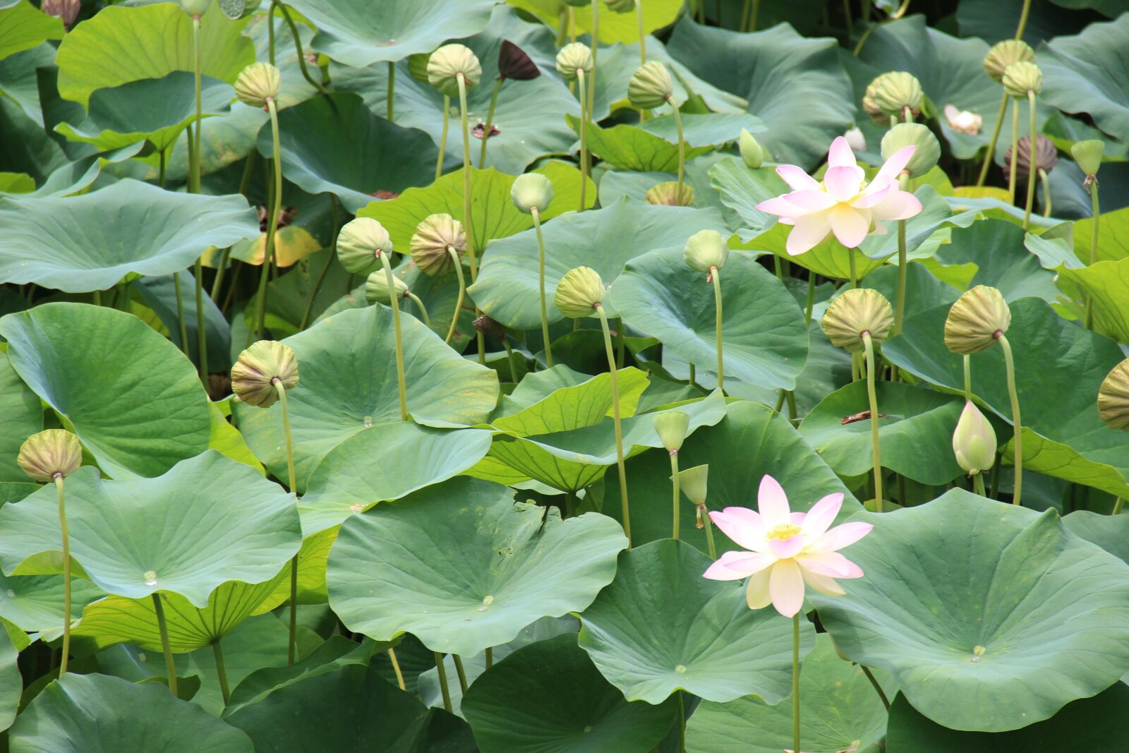 Canon EF-S 18-135mm F3.5-5.6 IS sample photo. Zen, lotus, garden photography