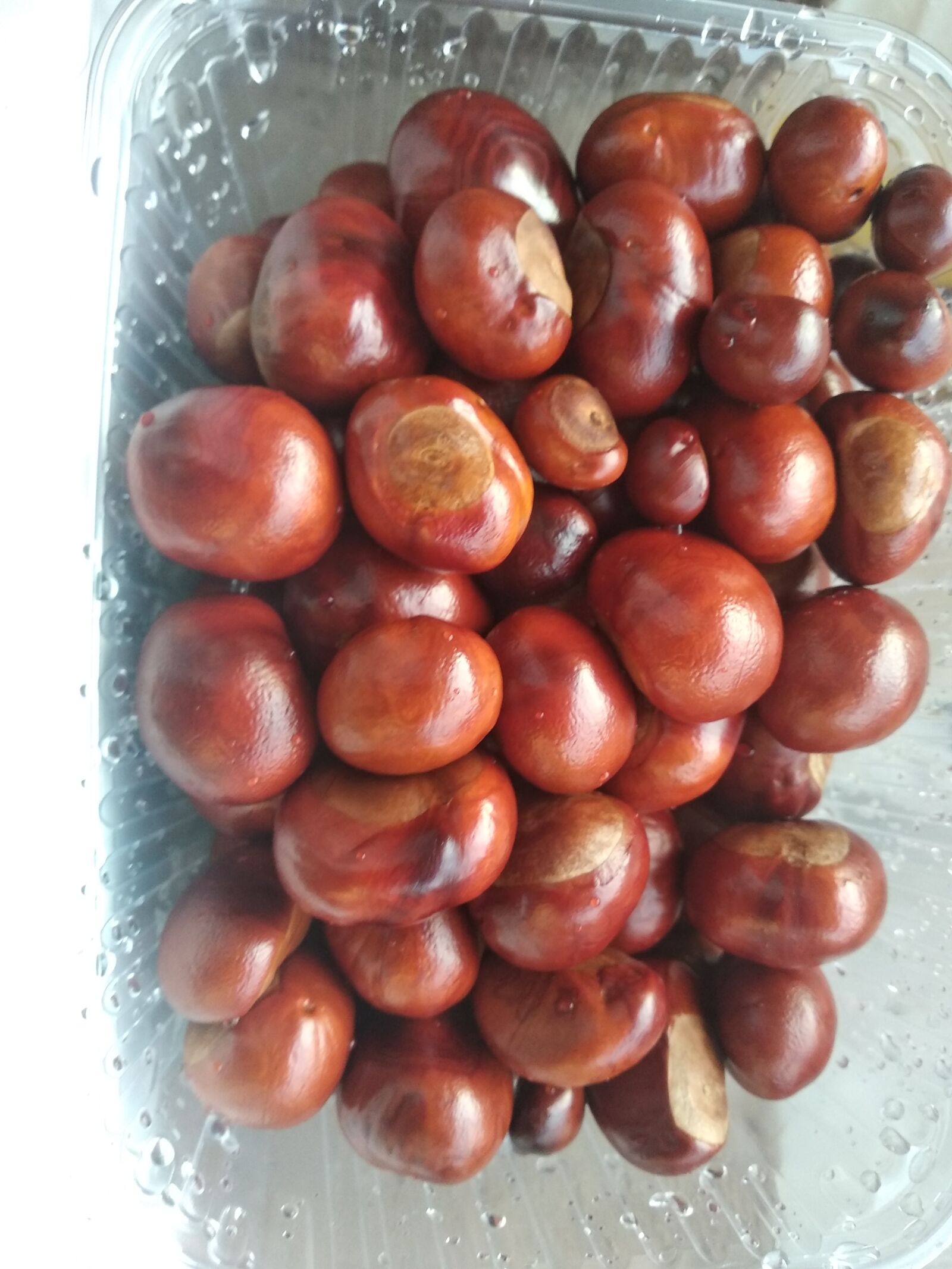 Xiaomi Redmi 5 Plus sample photo. Chestnut, walnut, autumn photography