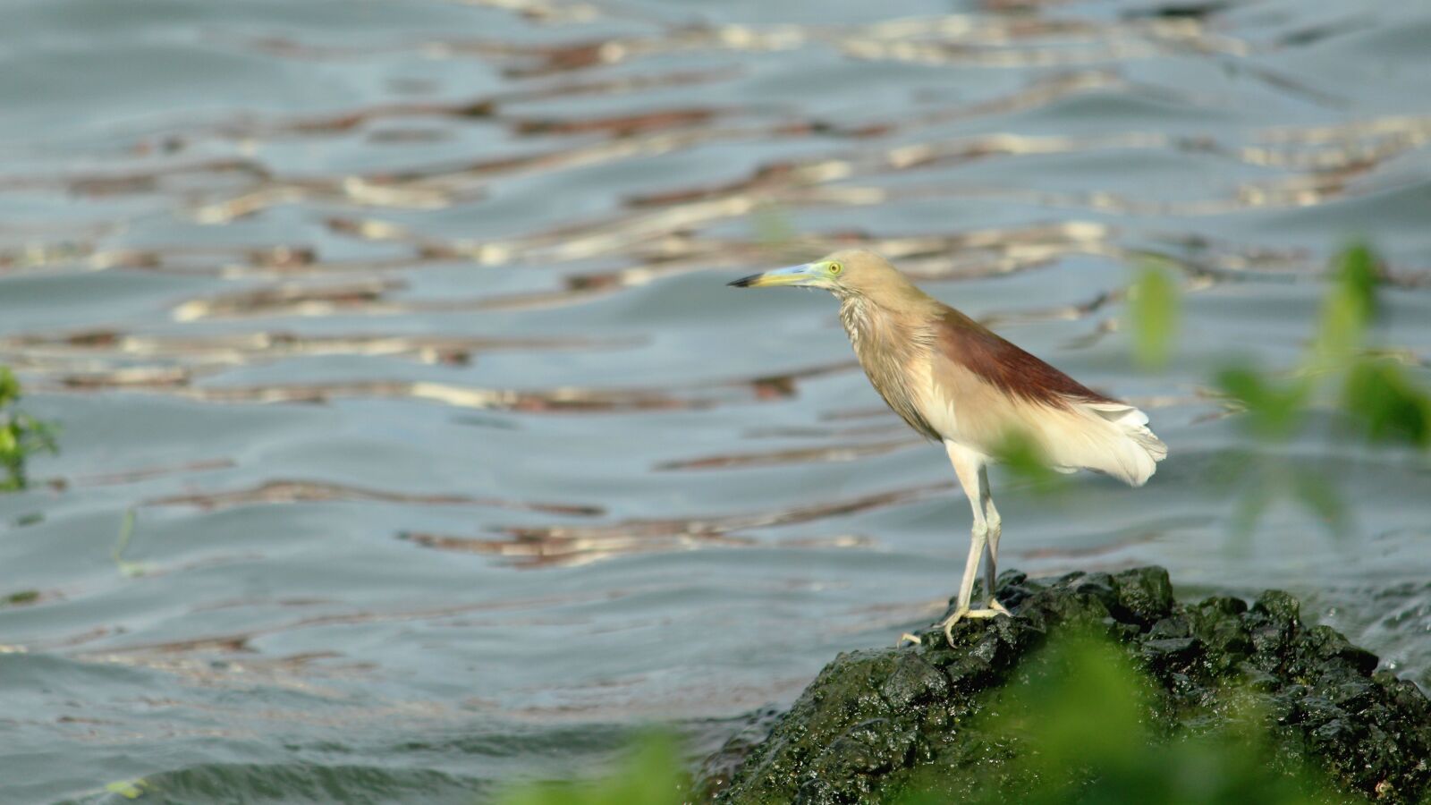 Canon EOS 1300D (EOS Rebel T6 / EOS Kiss X80) sample photo. Pond, heron, kerala photography