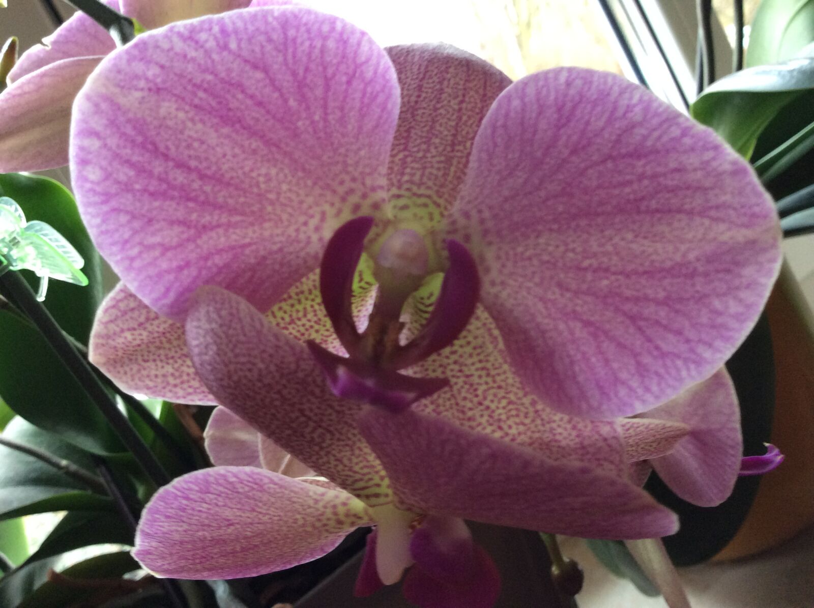 Apple iPad Air sample photo. Orchids photography