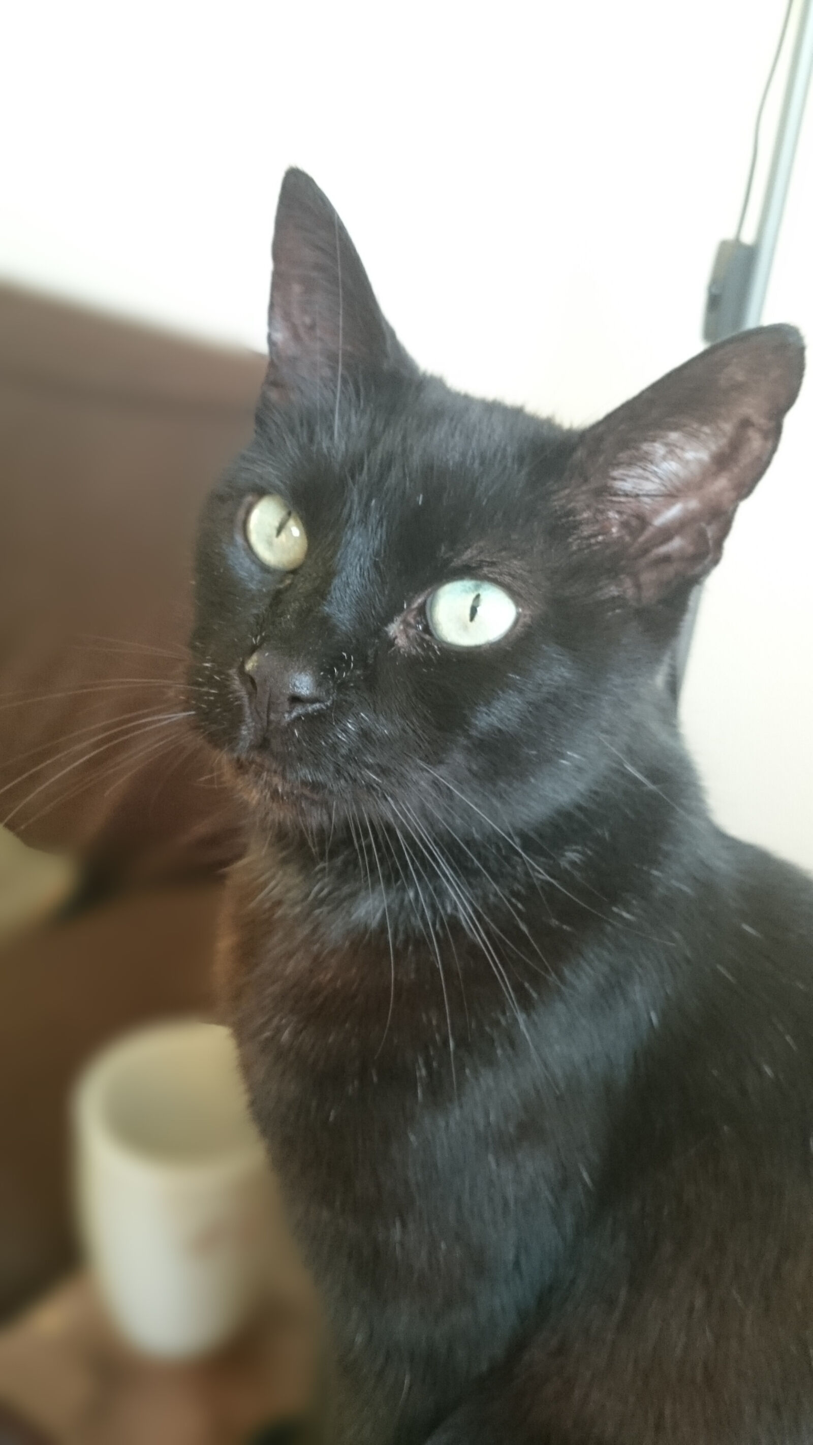 Sony Xperia Z2 sample photo. Black, cat photography