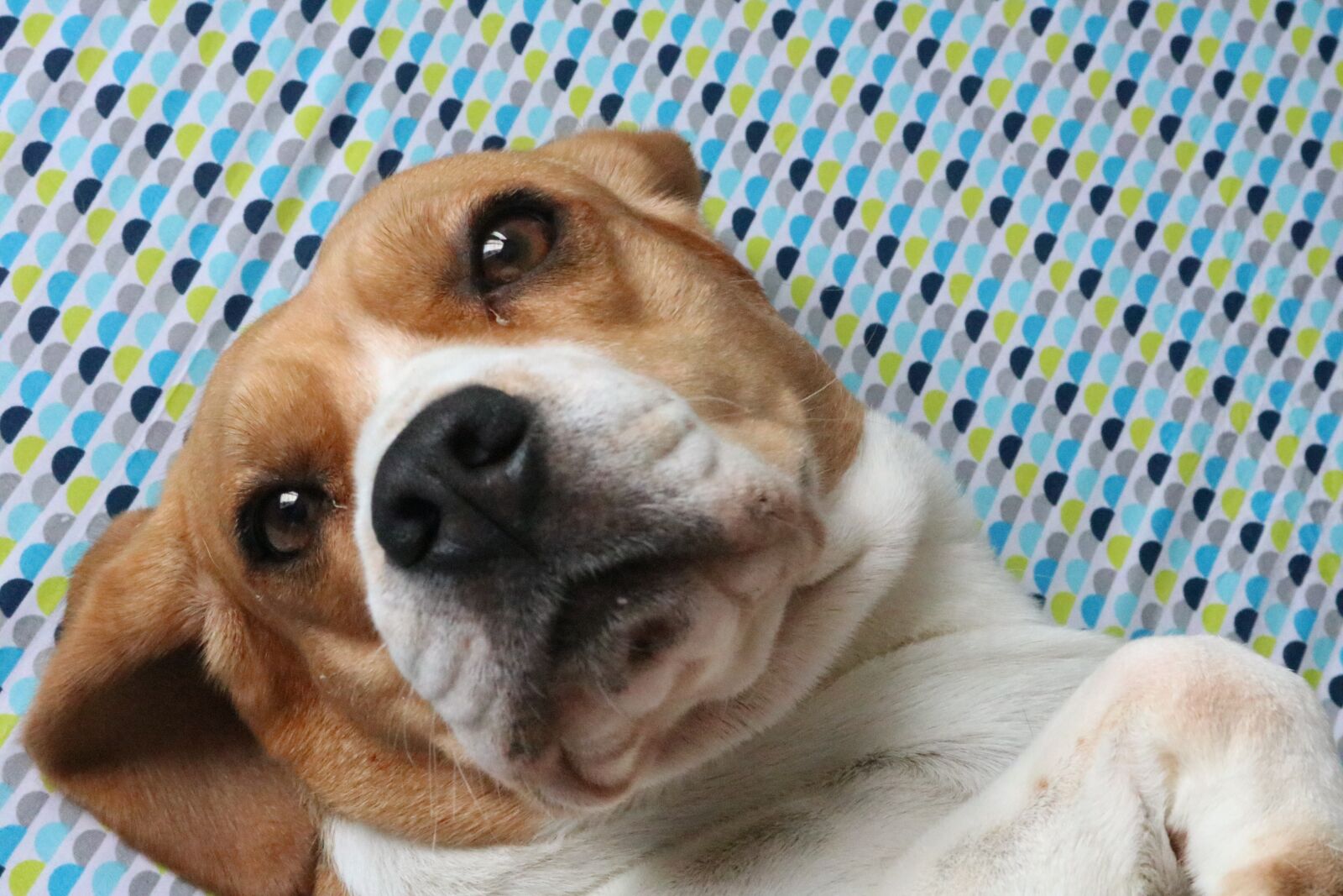 Canon EOS 750D (EOS Rebel T6i / EOS Kiss X8i) sample photo. Dog, animal, pets photography