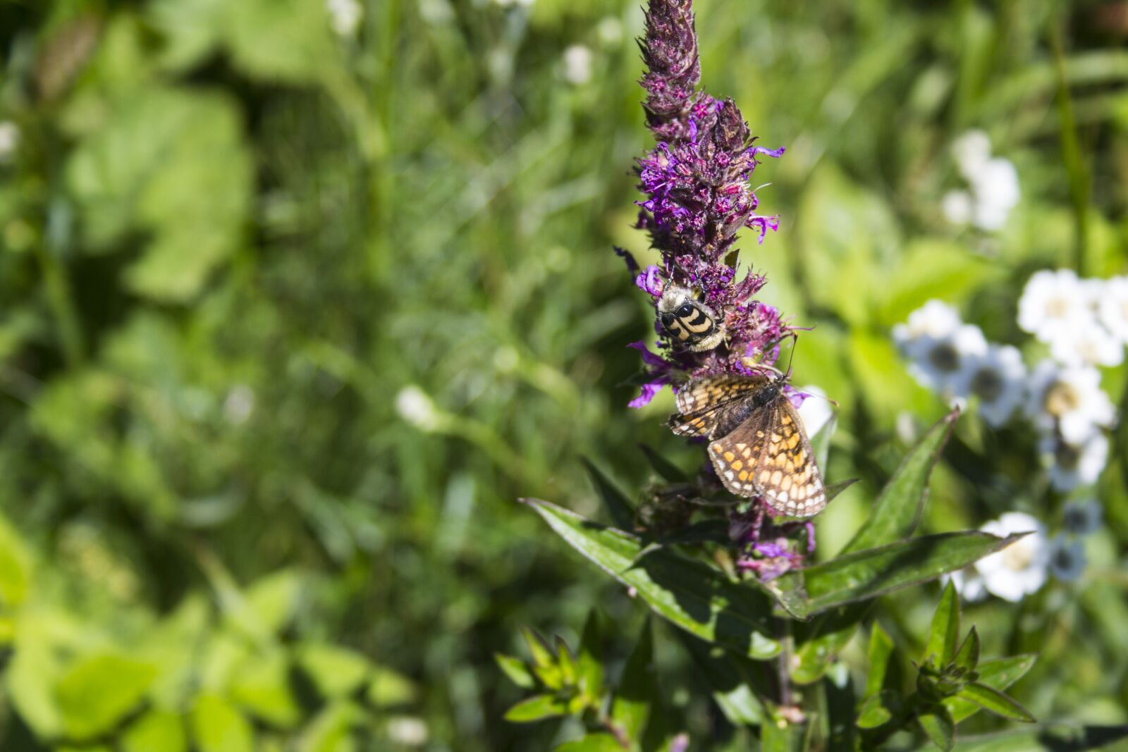 Canon EF-S 18-55mm F3.5-5.6 II sample photo. Butterfly, blossom, bloom photography