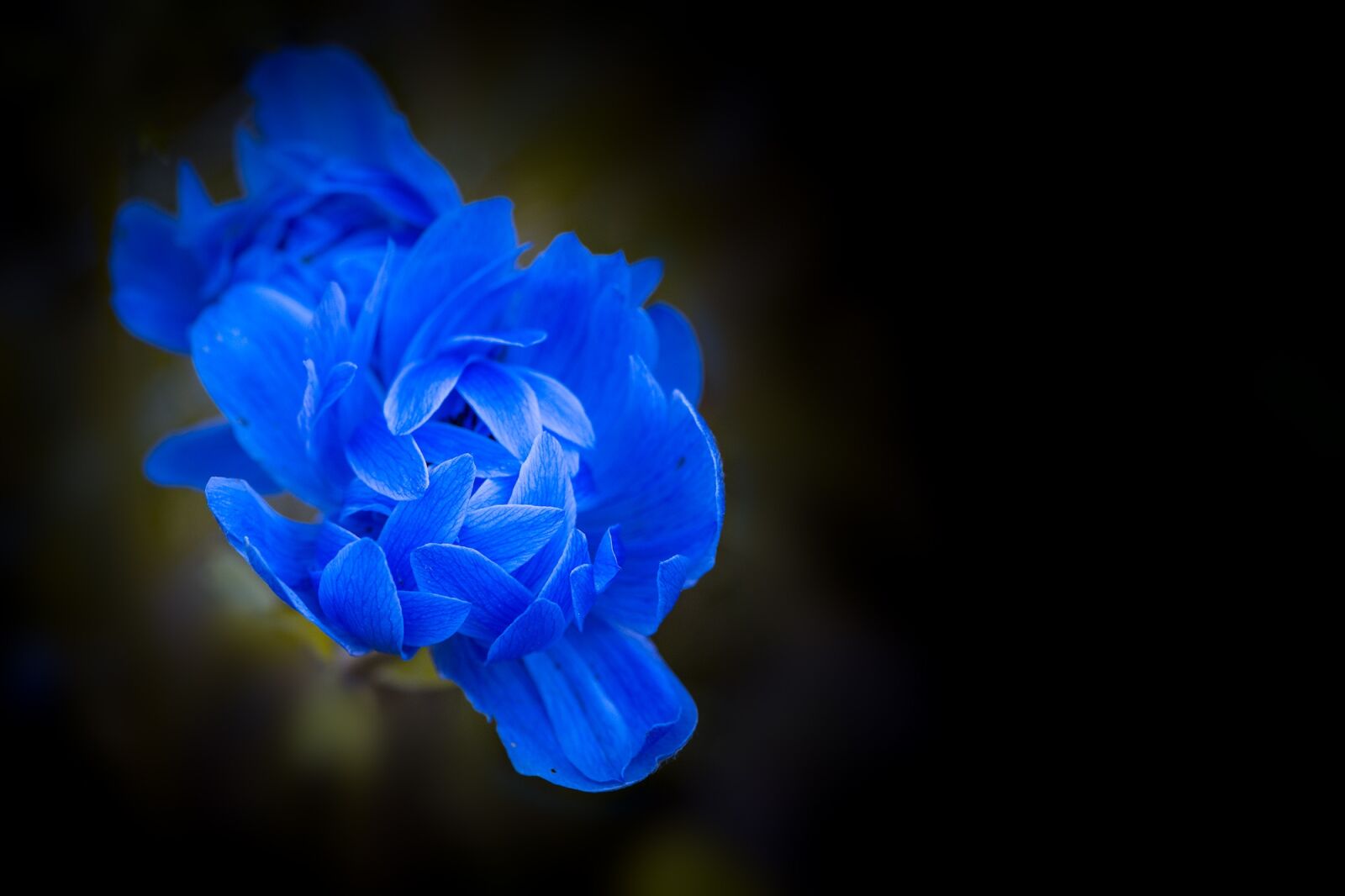 Nikon D7100 sample photo. Anemone, blue, blue anemone photography