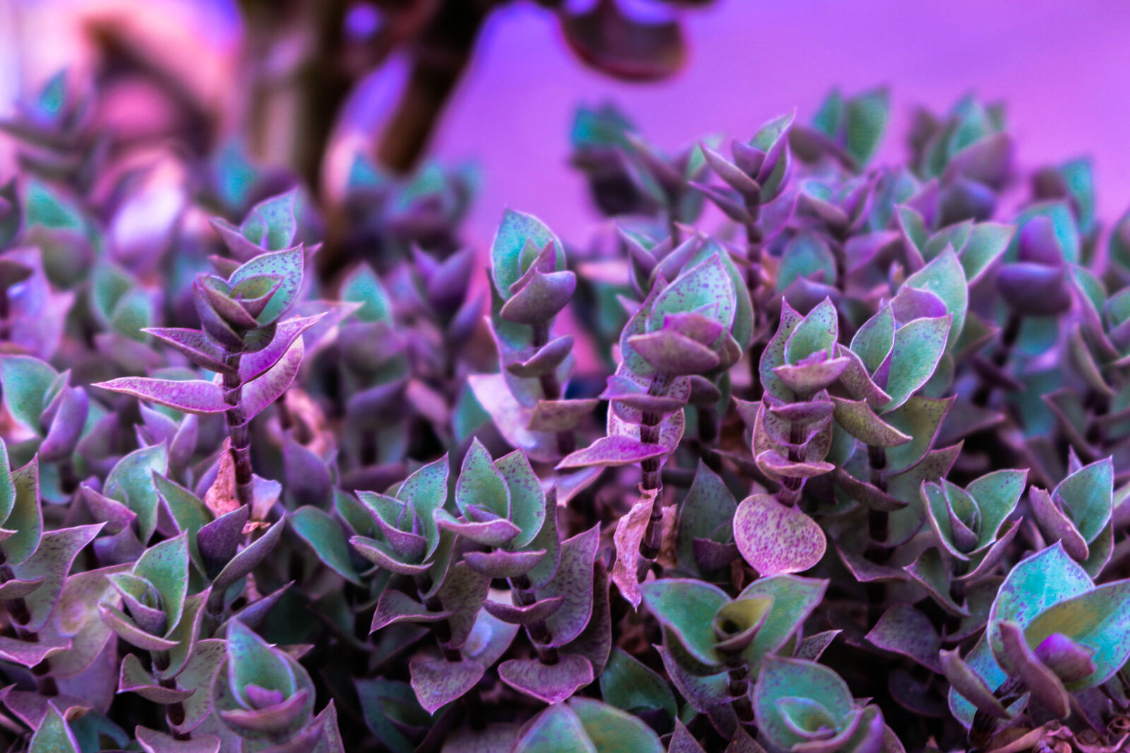 Canon EOS 700D (EOS Rebel T5i / EOS Kiss X7i) sample photo. Plant, purple photography