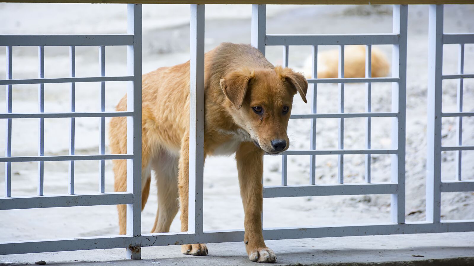 Nikon D7100 sample photo. Dog, animal, cute photography