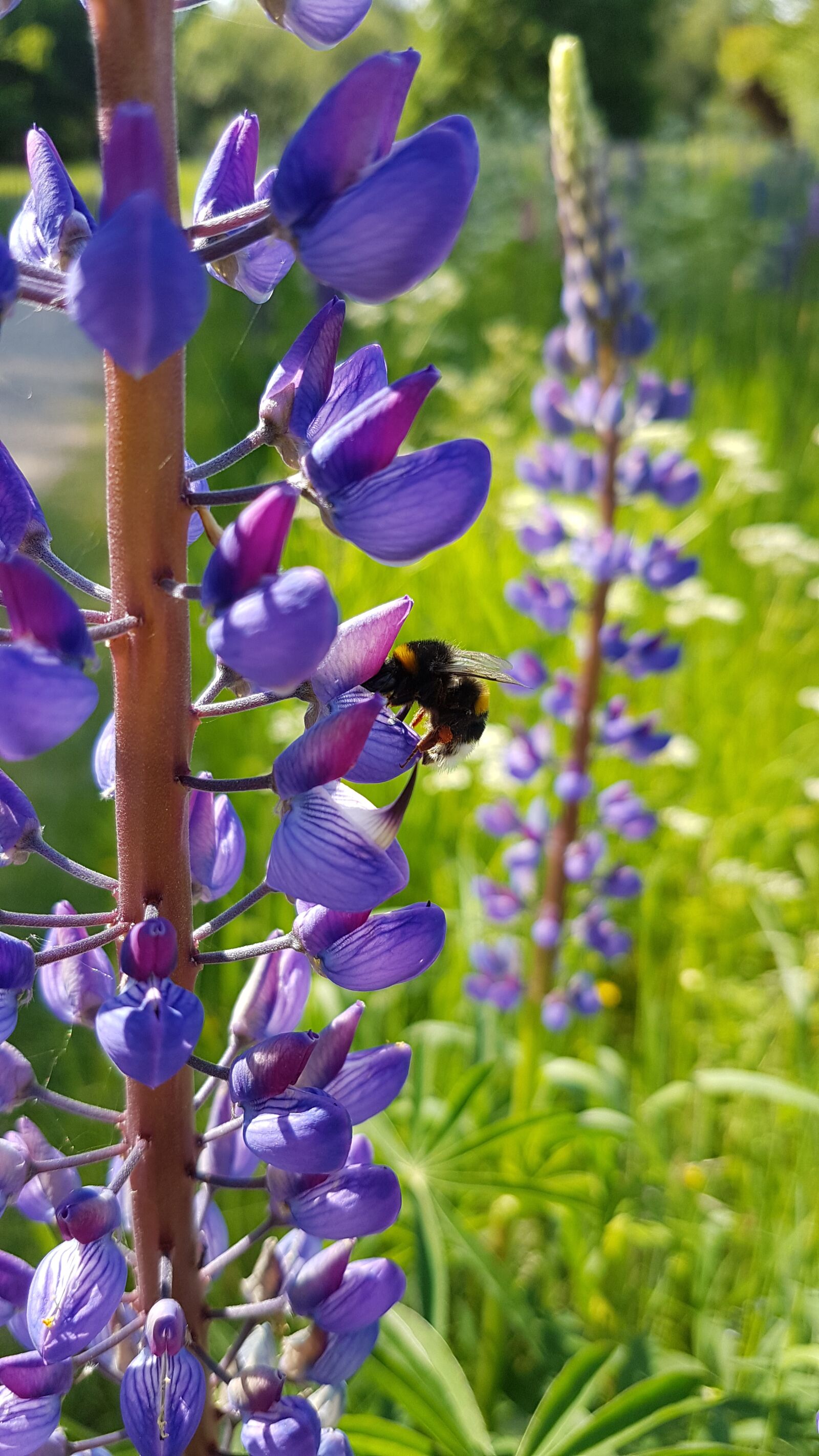 Samsung Galaxy S7 sample photo. Lupine, hummel, flower photography