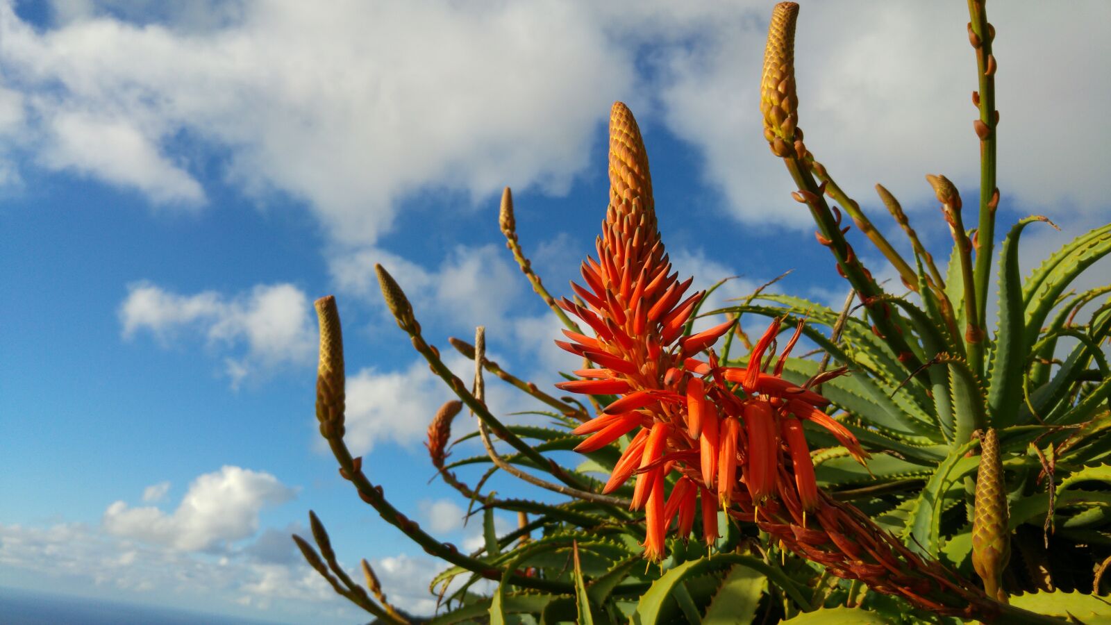 LG G4 sample photo. Aloe, flower, madeira photography