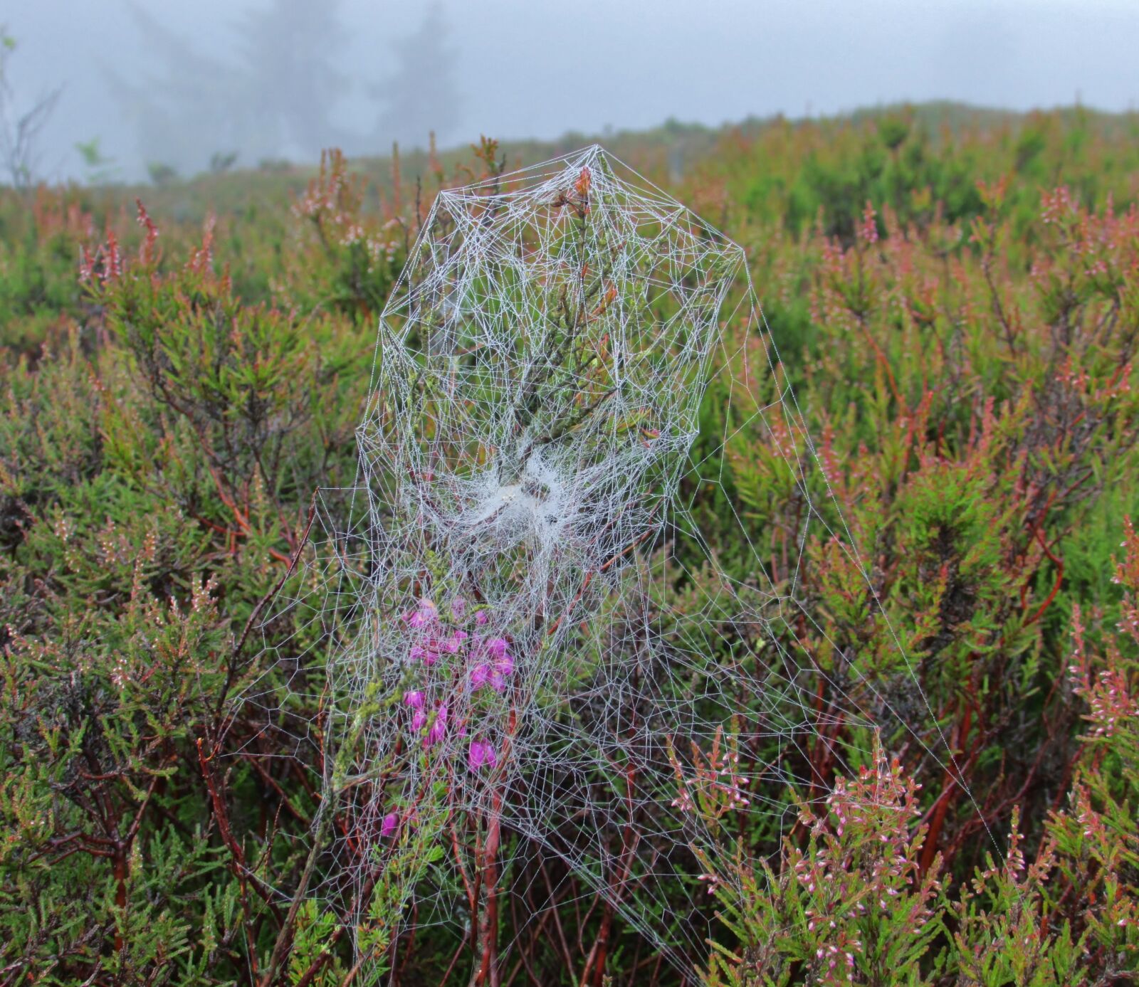 Canon PowerShot SX500 IS sample photo. Spider-web, spiderweb, cobweb photography