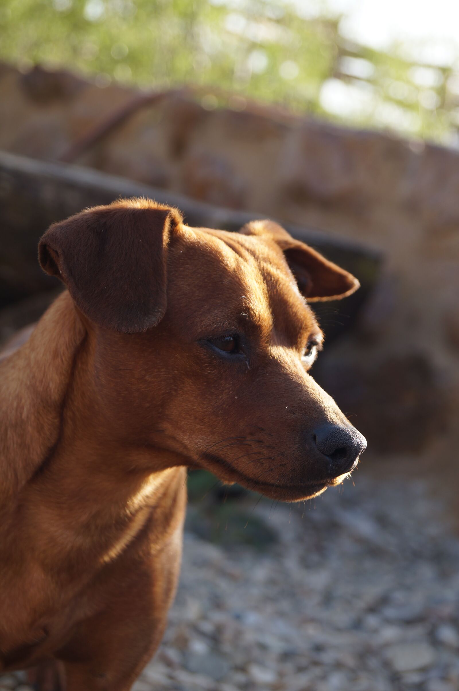 Sony SLT-A37 sample photo. Dog, brown, domestic photography