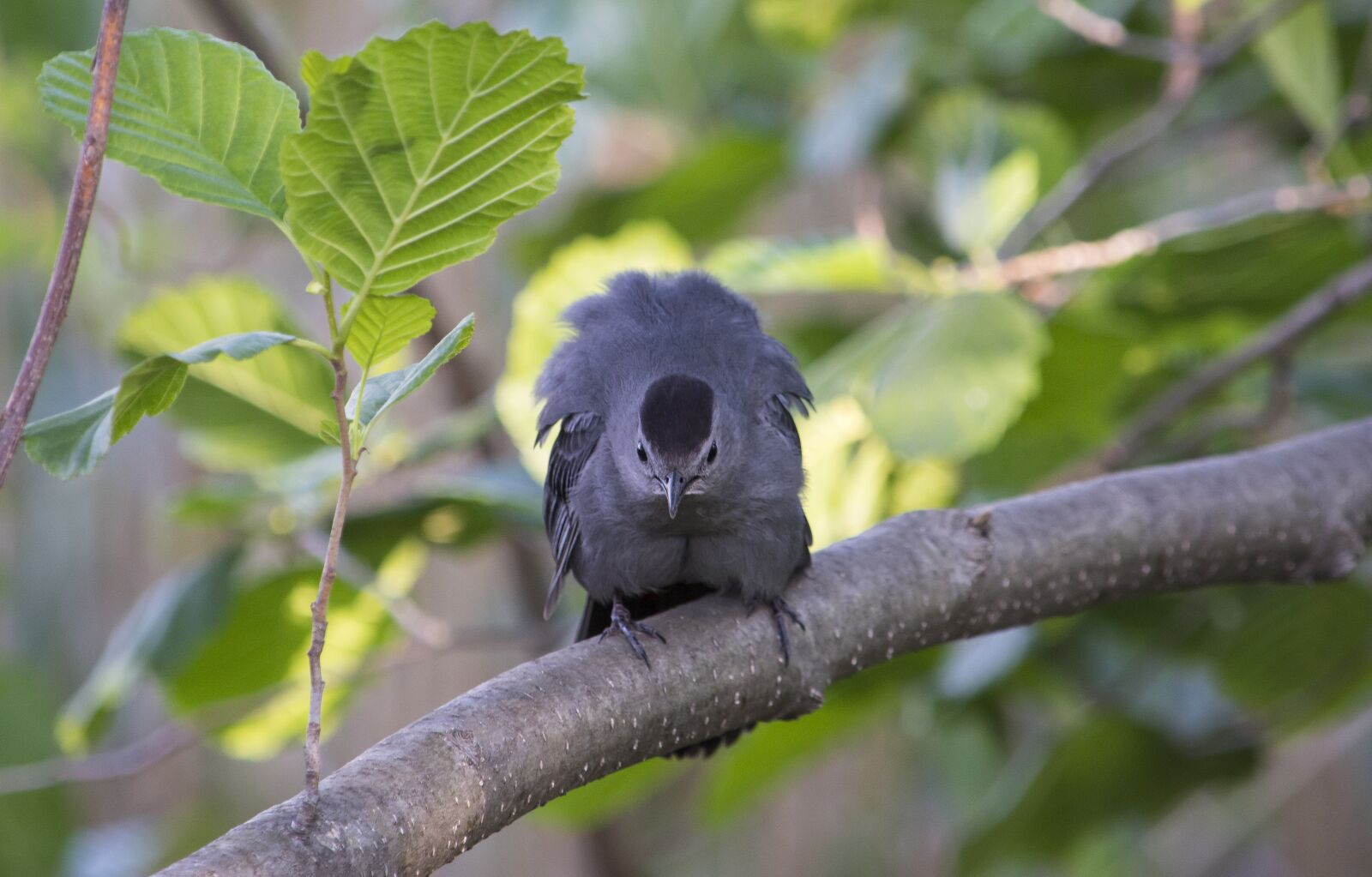 Nikon D7200 sample photo. Bird, tree, park photography
