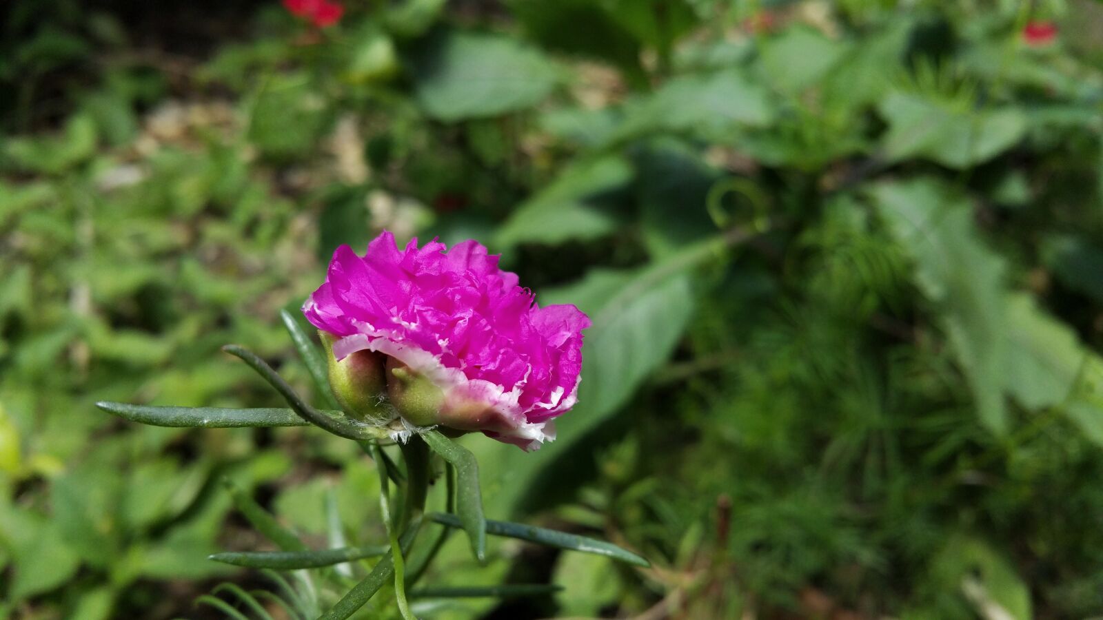 Samsung Galaxy Note4 sample photo. Purple, flower, plant photography