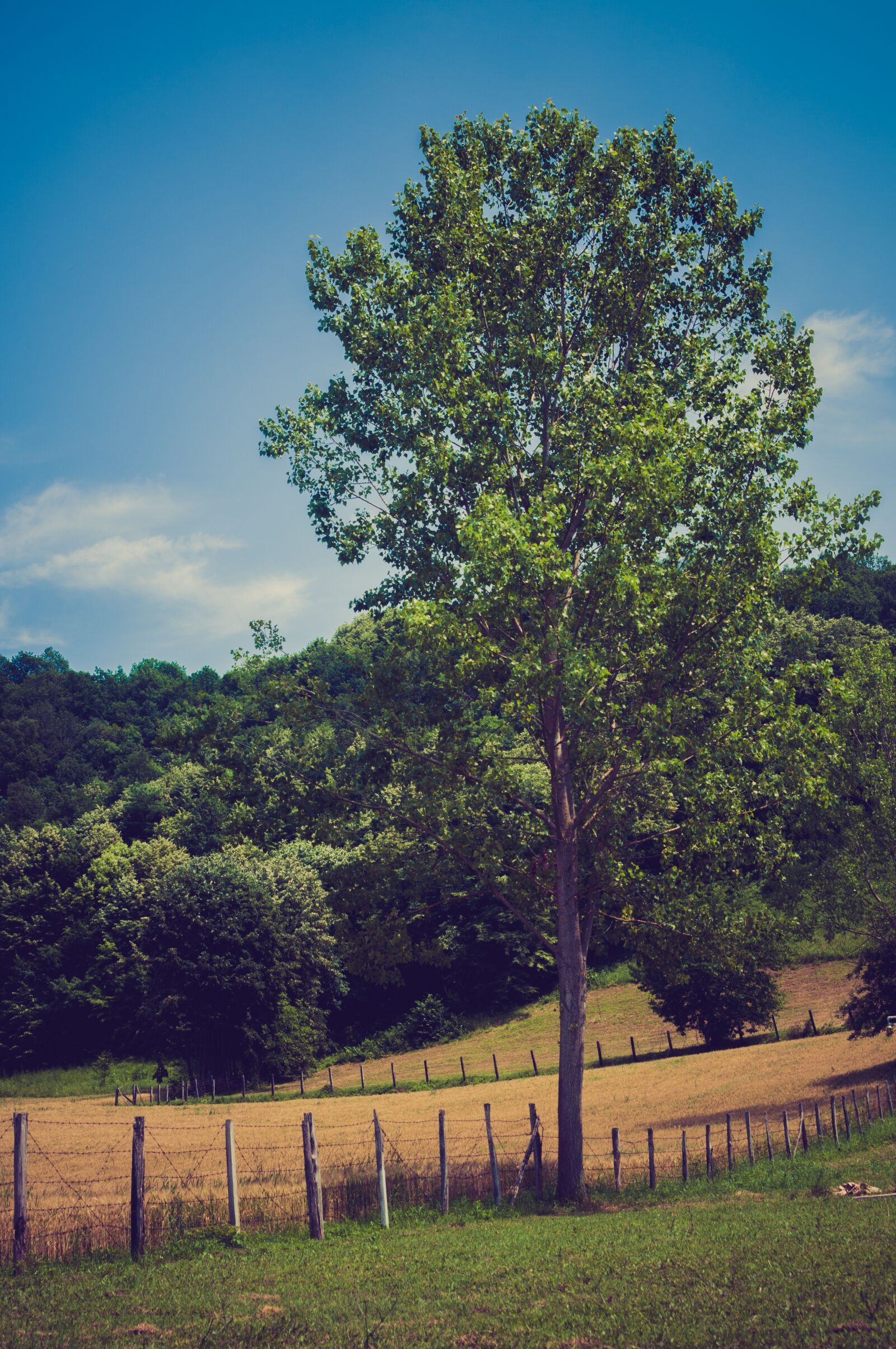 Nikon D90 sample photo. Nature, tree, clouds photography