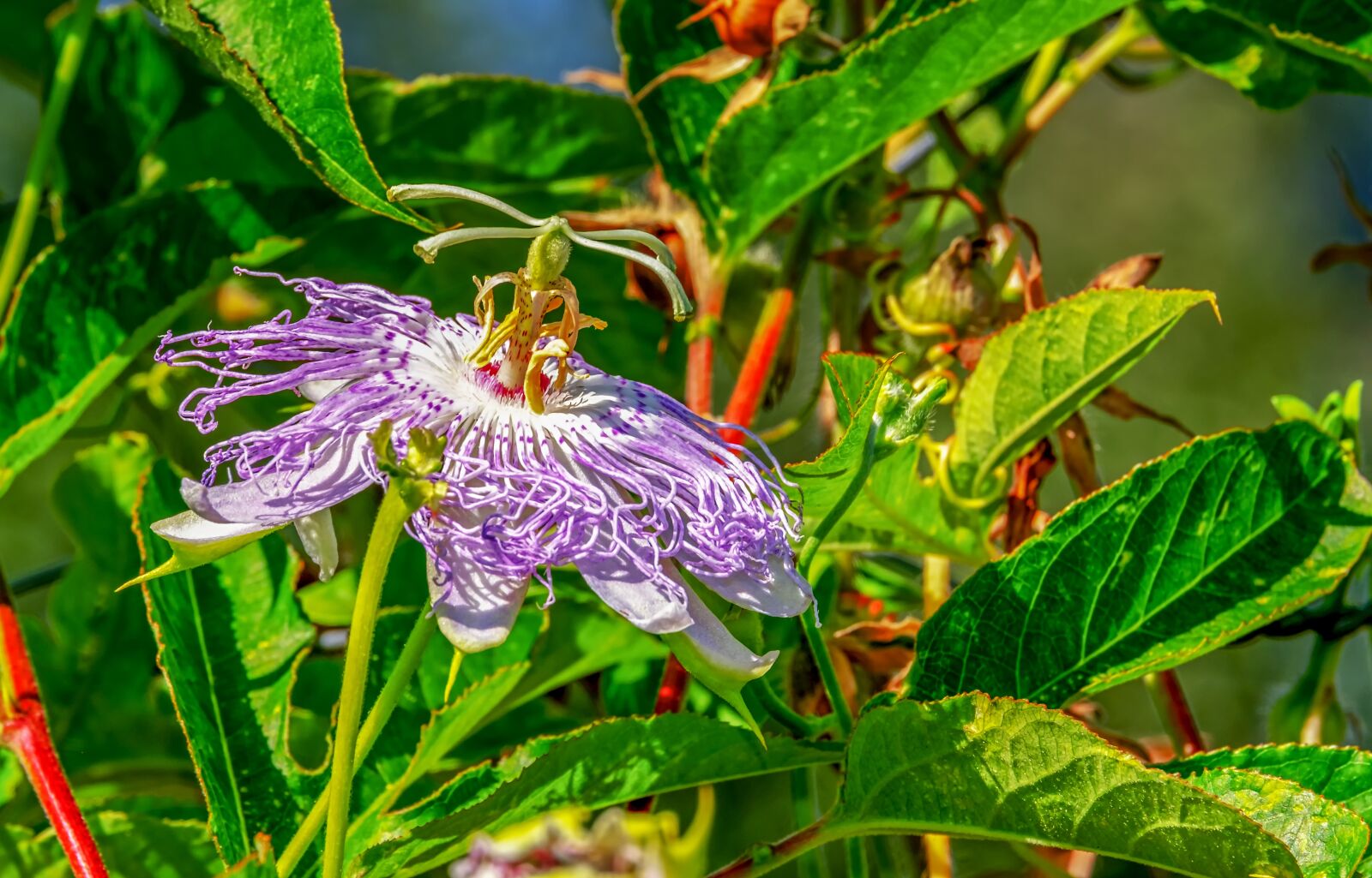 Fujifilm XF 55-200mm F3.5-4.8 R LM OIS sample photo. Passion flower, passiflora, flower photography