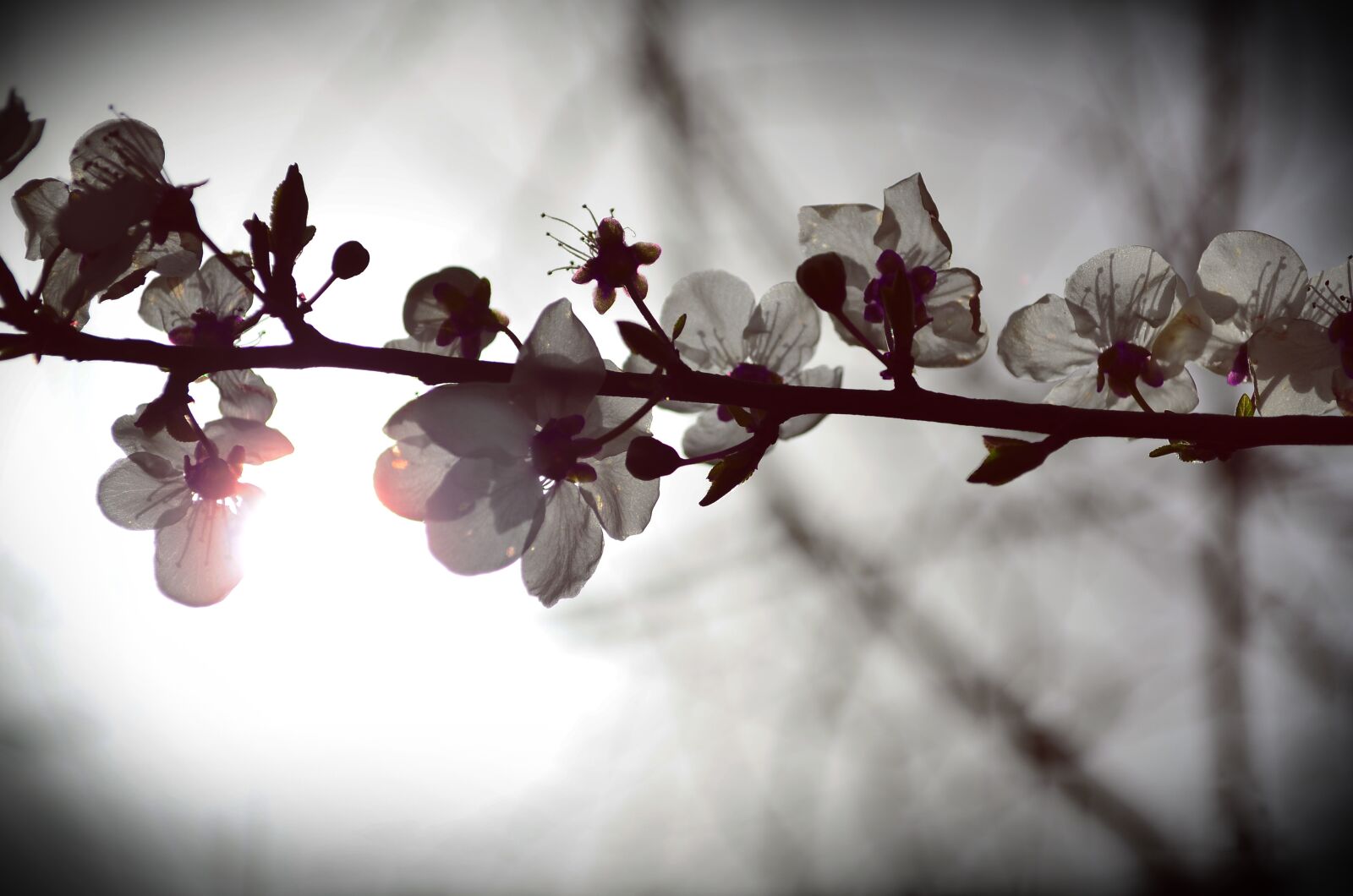 Nikon D7000 sample photo. Flowers, spring, spring flowers photography