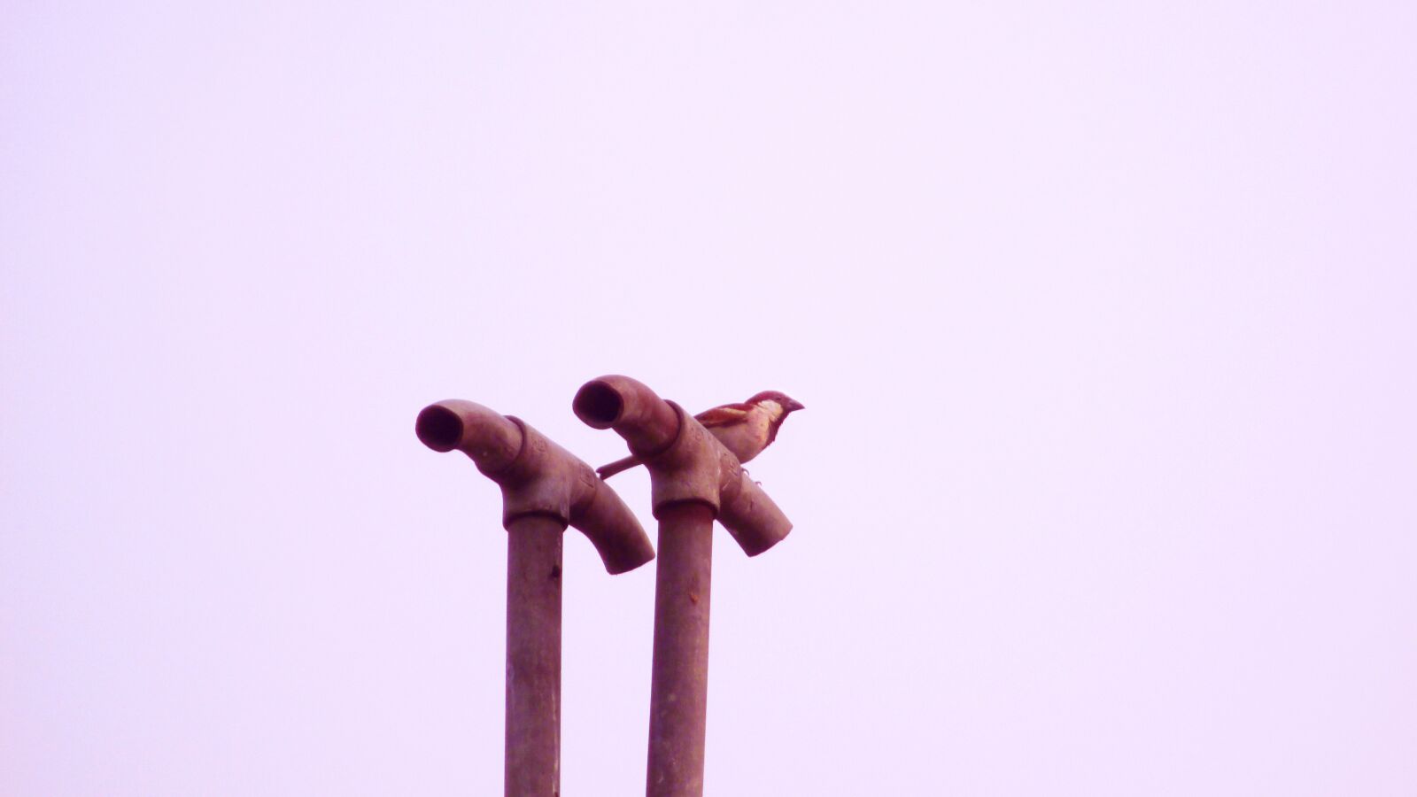 Canon IXUS 135 sample photo. Sparrow, bird, indian photography