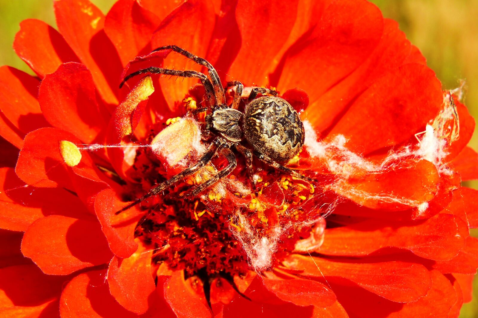 Panasonic Lumix DMC-FZ200 sample photo. Ko osz slit, insect photography