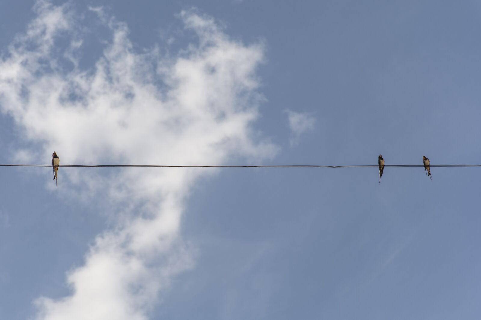 Nikon D7100 sample photo. Sky, swallows, nature photography