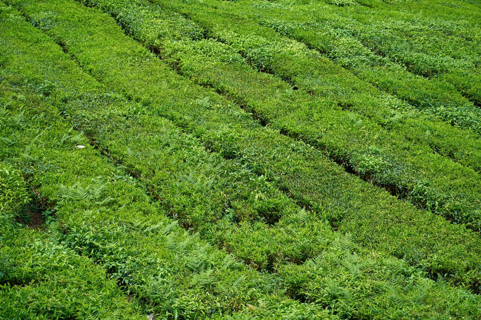 Sony a7R II sample photo. Tea, the tea plantations photography