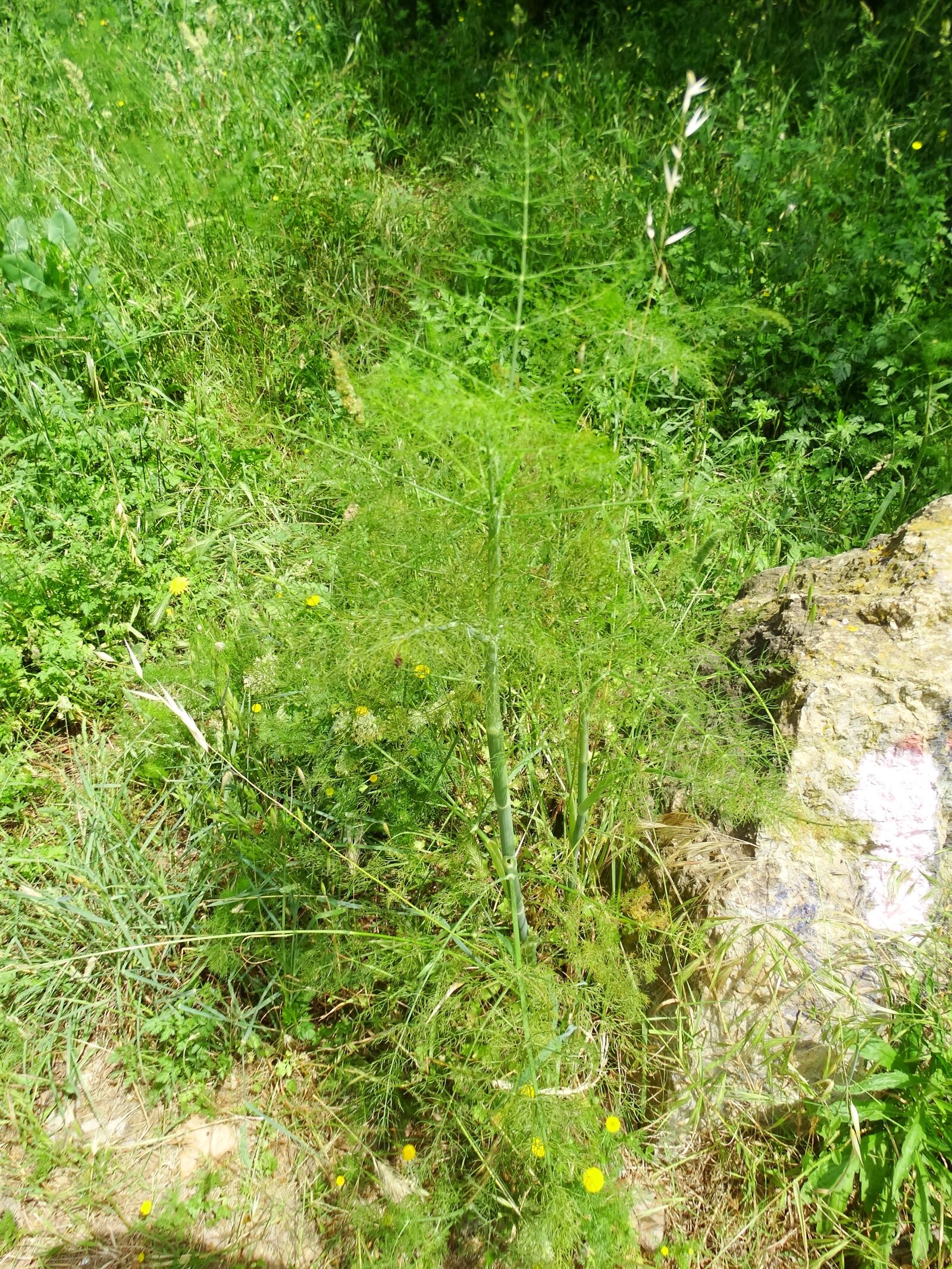 Sony Cyber-shot DSC-HX300 sample photo. Fennel, aromatic plant, foeniculum photography