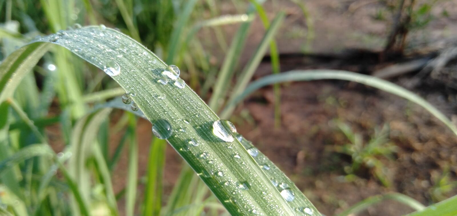 OPPO A3S sample photo. Fresh, light, water photography