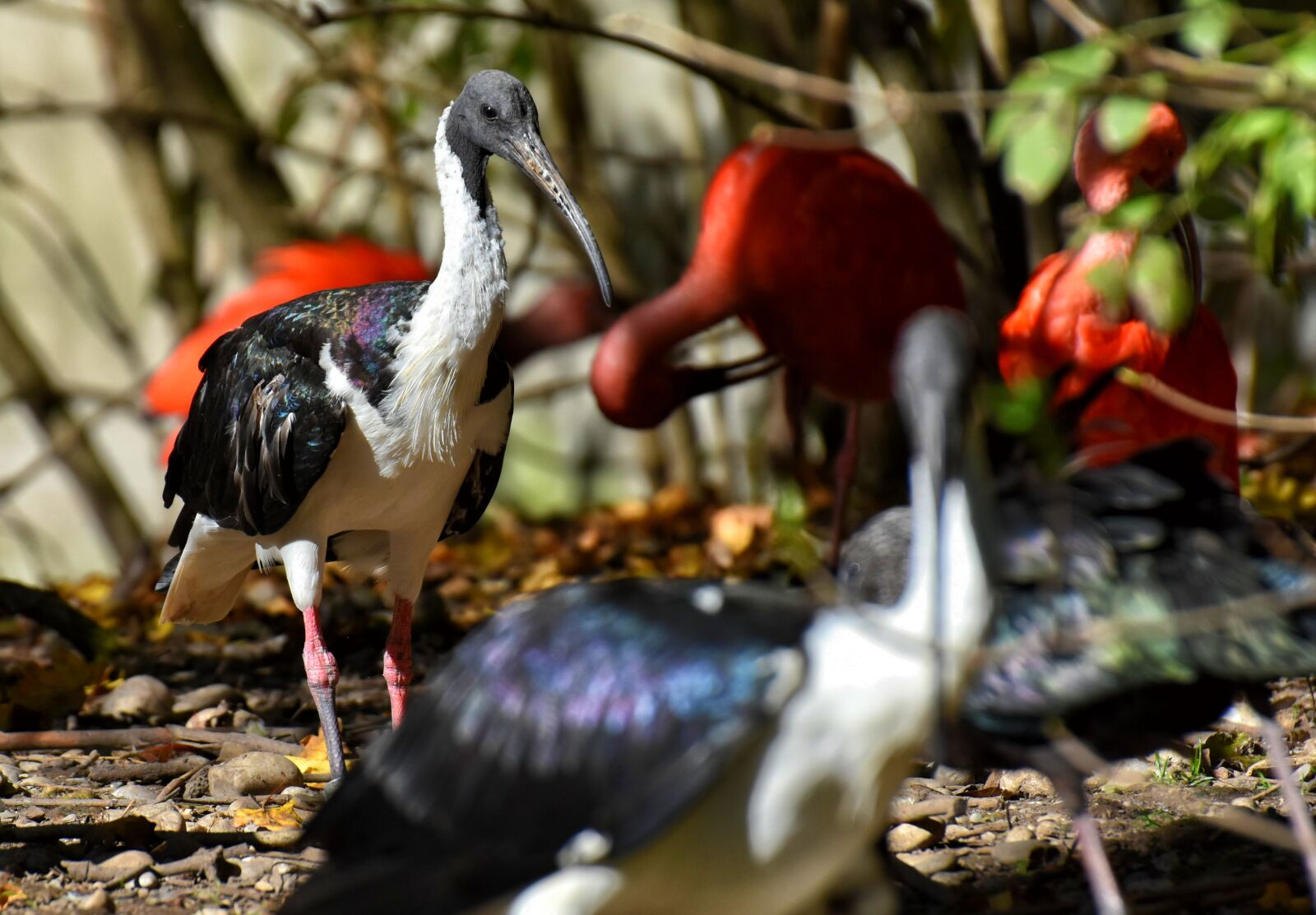 Nikon D7200 sample photo. Ibis, eudocimus ruber, scarlet photography