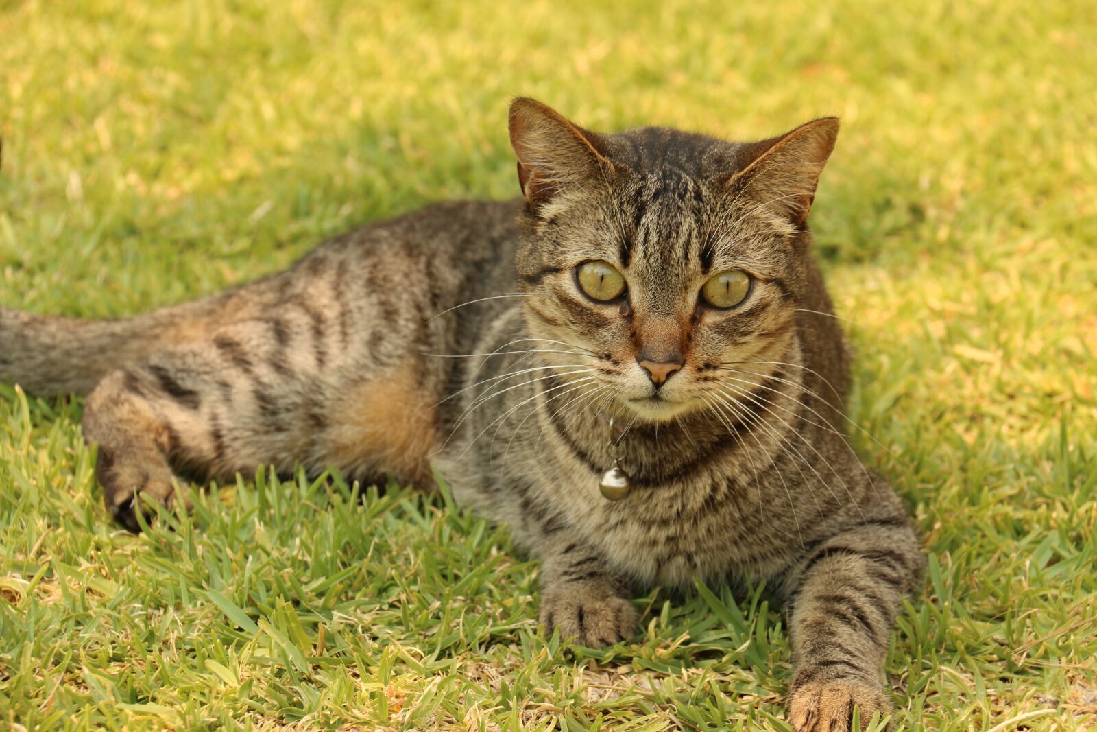 Canon EF-S 18-200mm F3.5-5.6 IS sample photo. Gata, cat, feline look photography