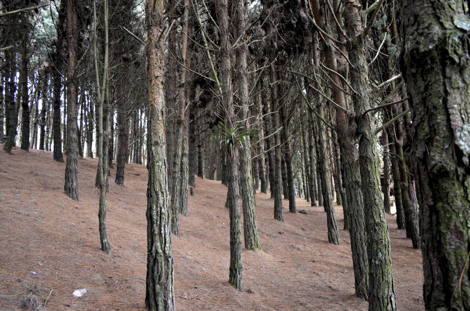 Nikon D5100 sample photo. Green, peace, landscape photography