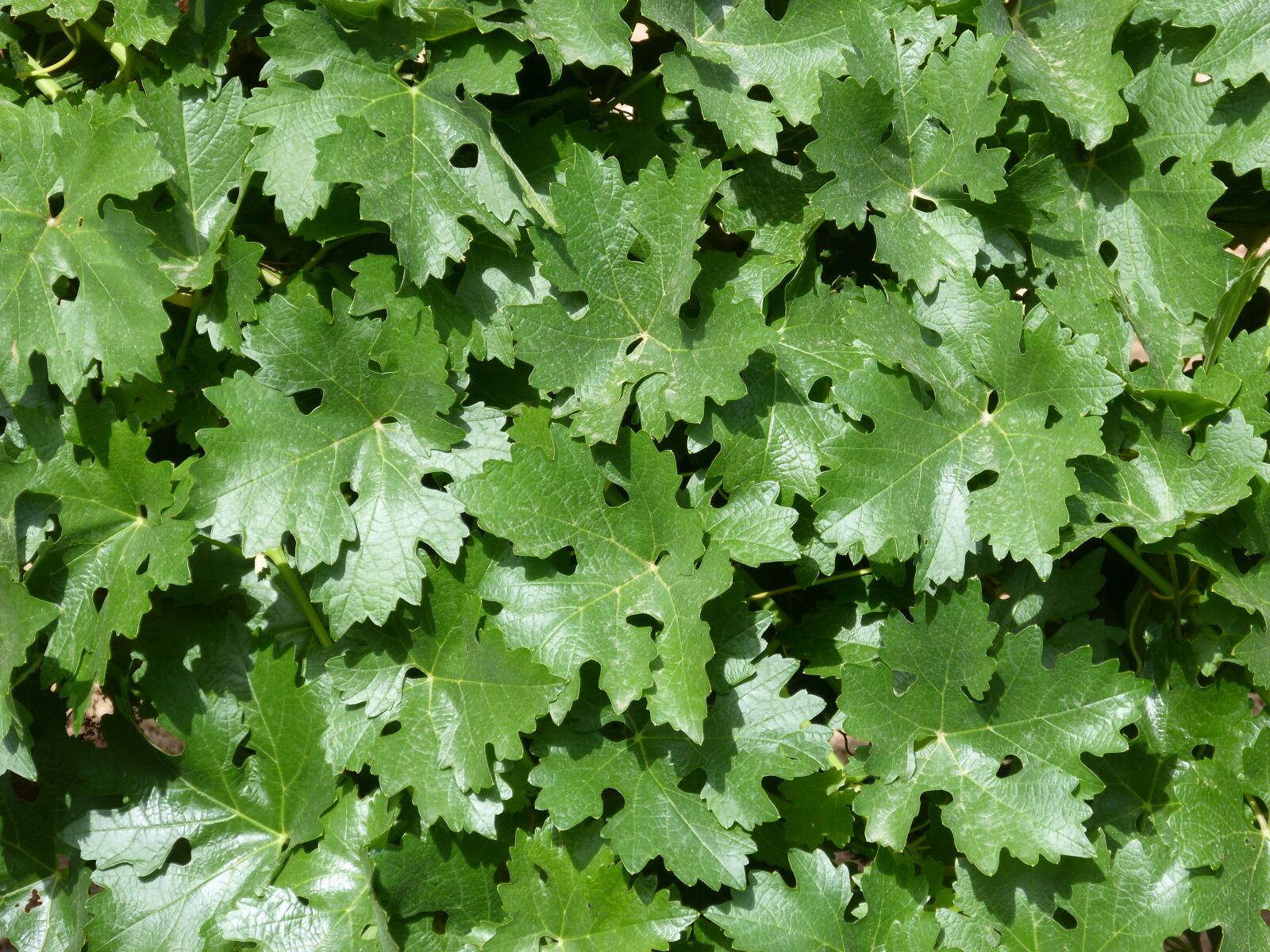 Panasonic DMC-FZ62 sample photo. Leaves, vine, parra photography