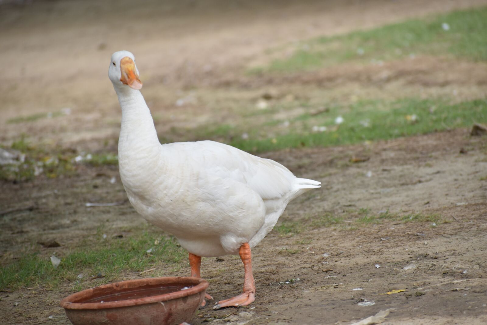 Nikon D5600 sample photo. Duck, white duck, bird photography