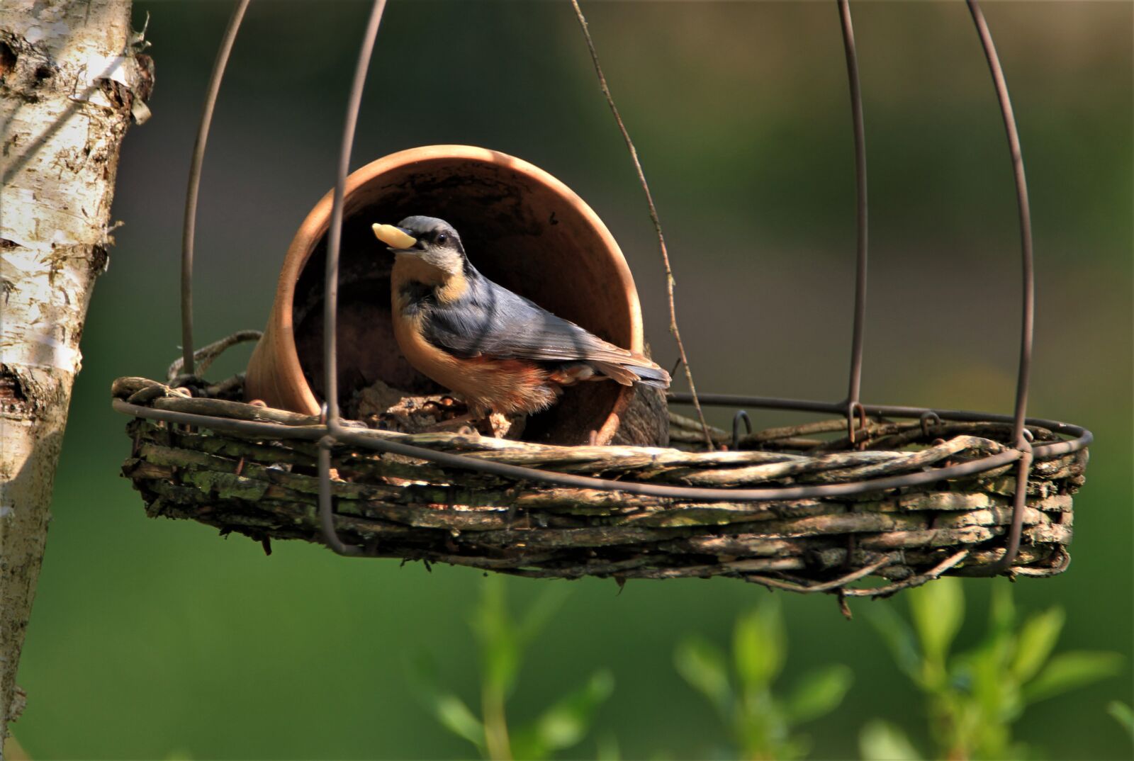 Tamron SP 150-600mm F5-6.3 Di VC USD sample photo. Kleiber, songbird, bird photography