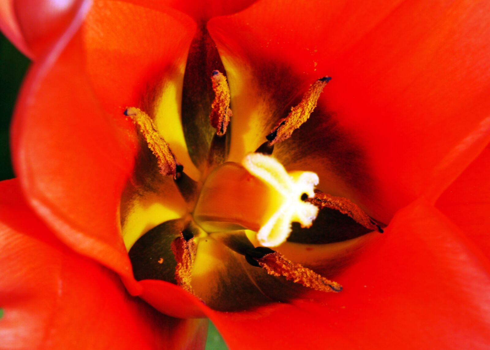 Panasonic Lumix DMC-G3 sample photo. Tulip, early bloomer, macro photography
