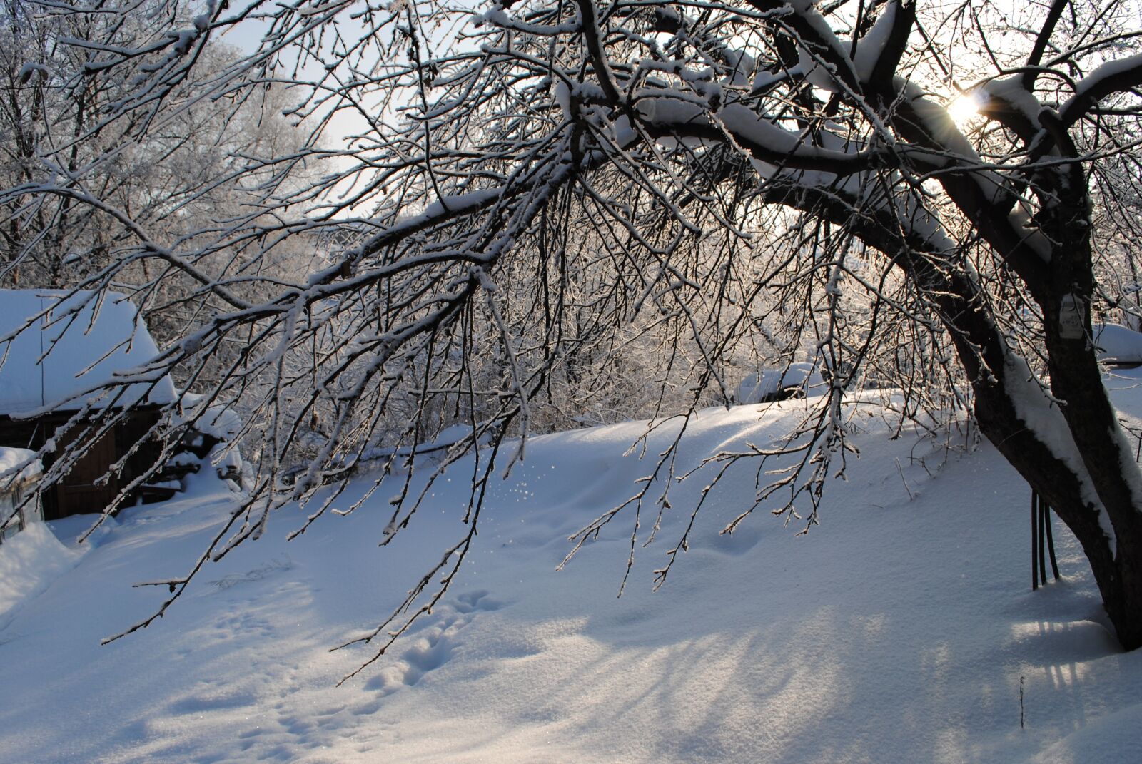 Nikon D3000 sample photo. Winter, snow, tree photography