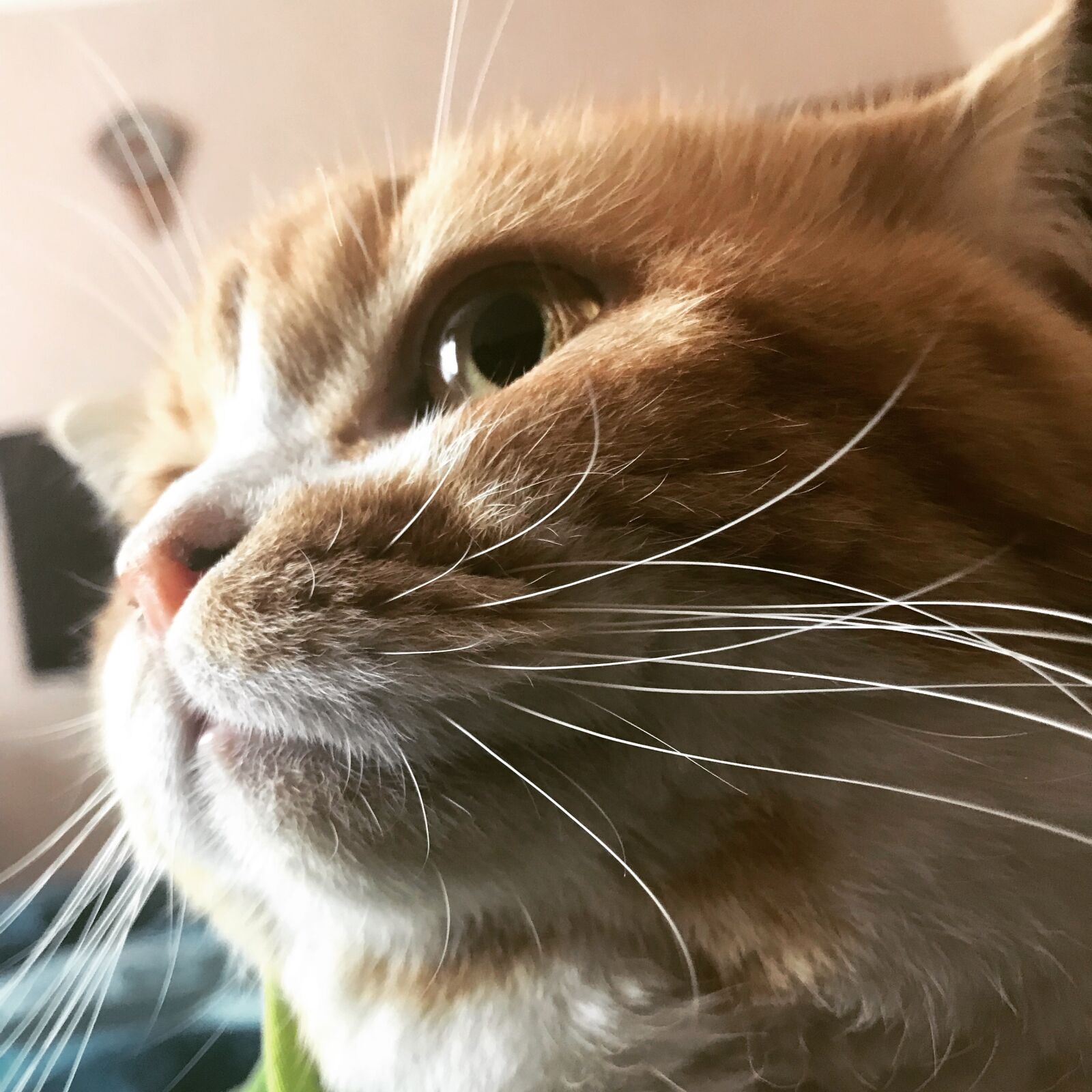 Apple iPhone 7 Plus sample photo. Cat, redhead, view photography