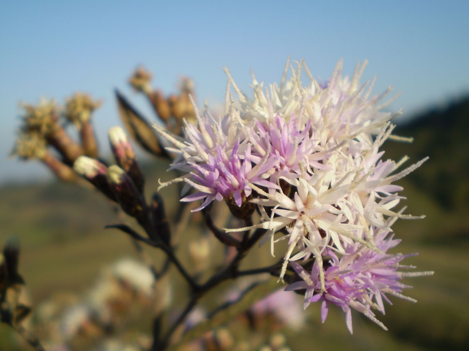 Olympus FE210,X775 sample photo. Flower, wild, lilac photography