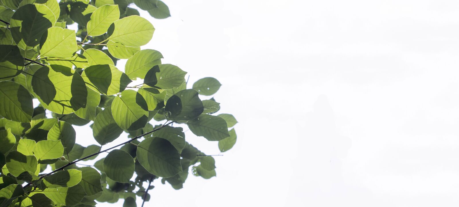 Canon EOS 1100D (EOS Rebel T3 / EOS Kiss X50) sample photo. Summer, leaves, plant photography