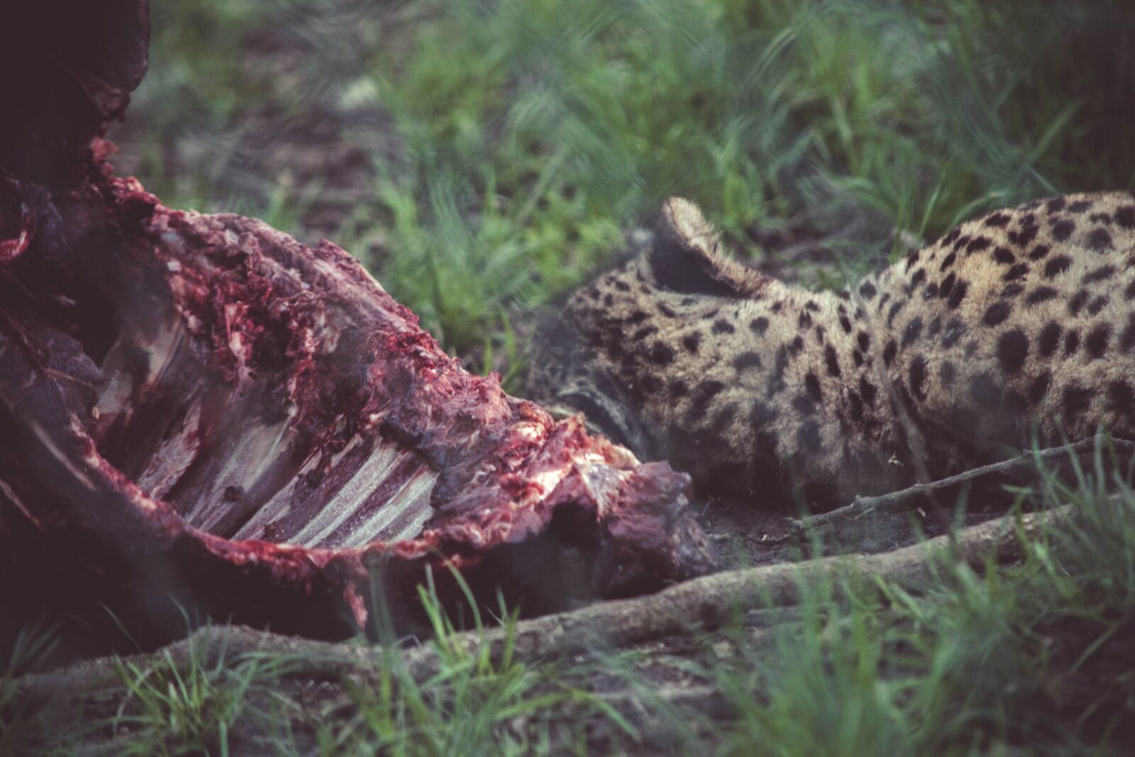 Nikon D5200 sample photo. Jaguar, animal, wildlife, meat photography
