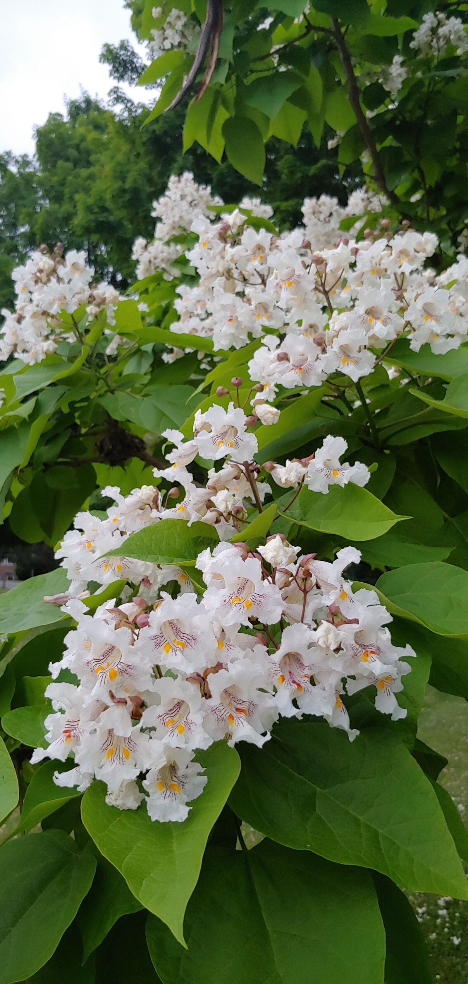 LG G7 THINQ sample photo. Katalpa blossoms, june flowers photography