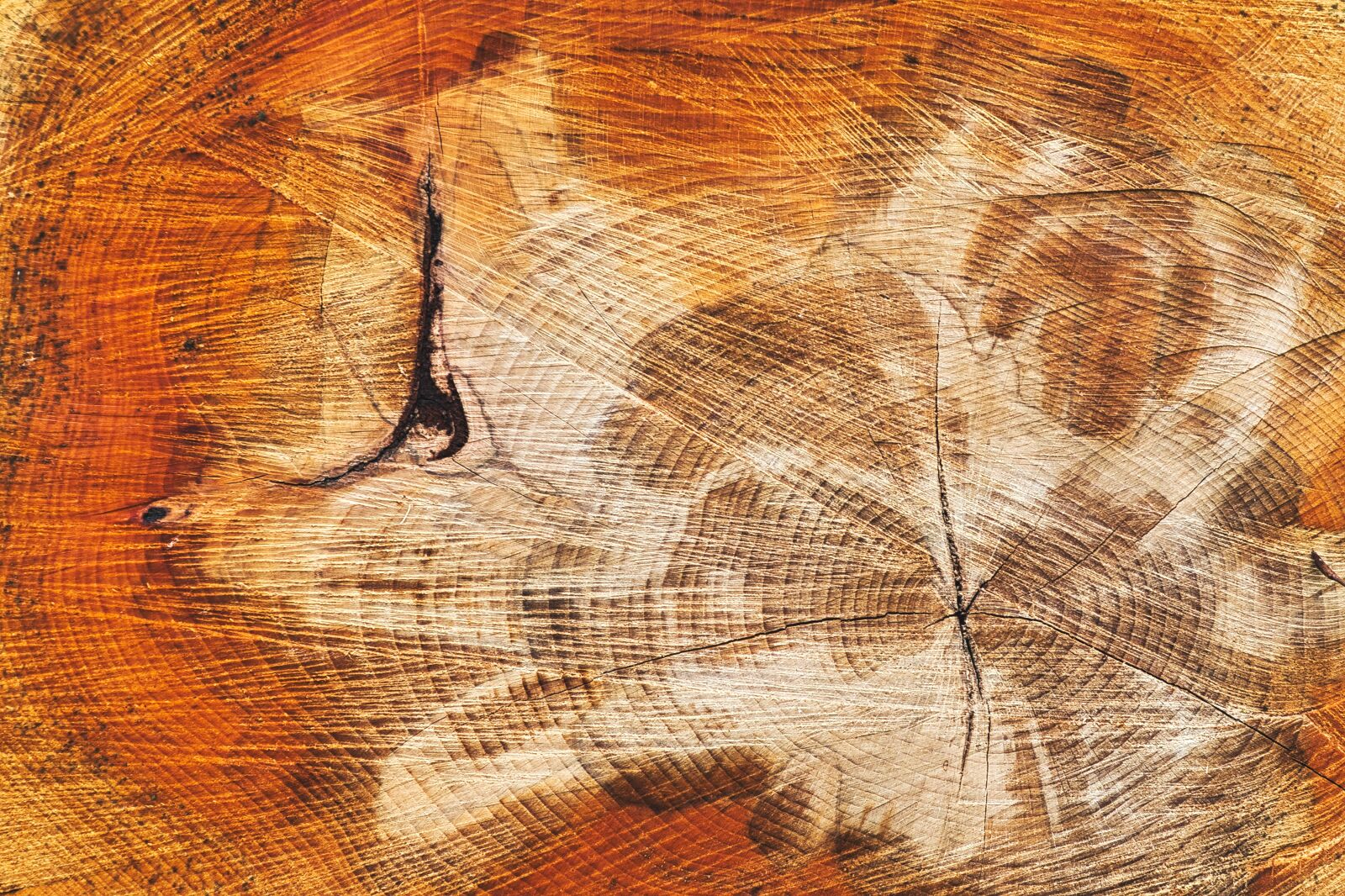 Canon EF 24-105mm F3.5-5.6 IS STM sample photo. Tree, section, texture photography