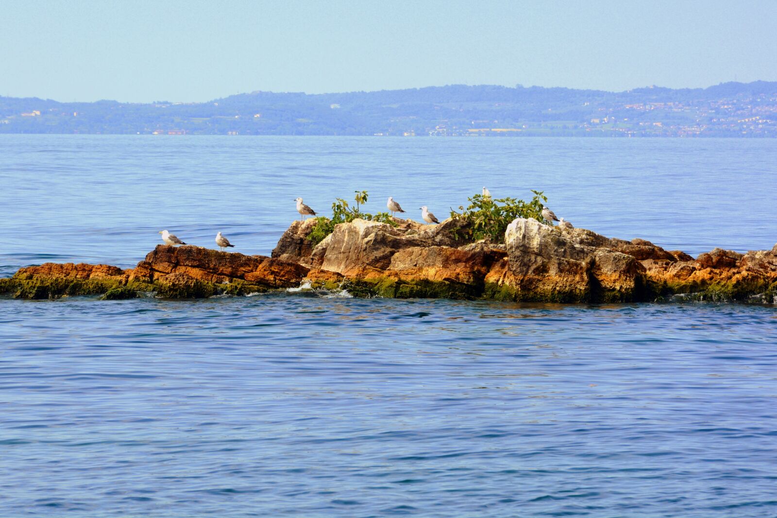 Nikon D7100 sample photo. Island, seagulls, lake photography