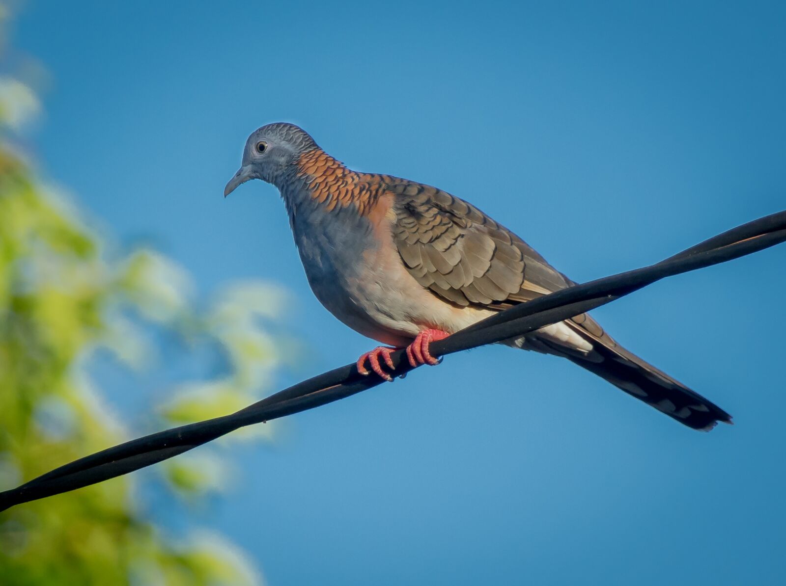 Sony Cyber-shot DSC-RX10 III sample photo. Pigeon, tropical, darwin photography