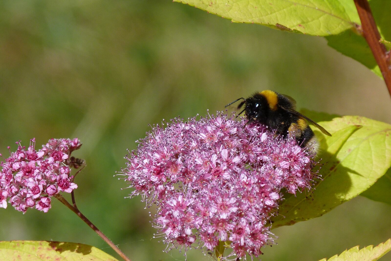 Panasonic Lumix DMC-FZ40 (Lumix DMC-FZ45) sample photo. Spiraea, pink, bumble bee photography