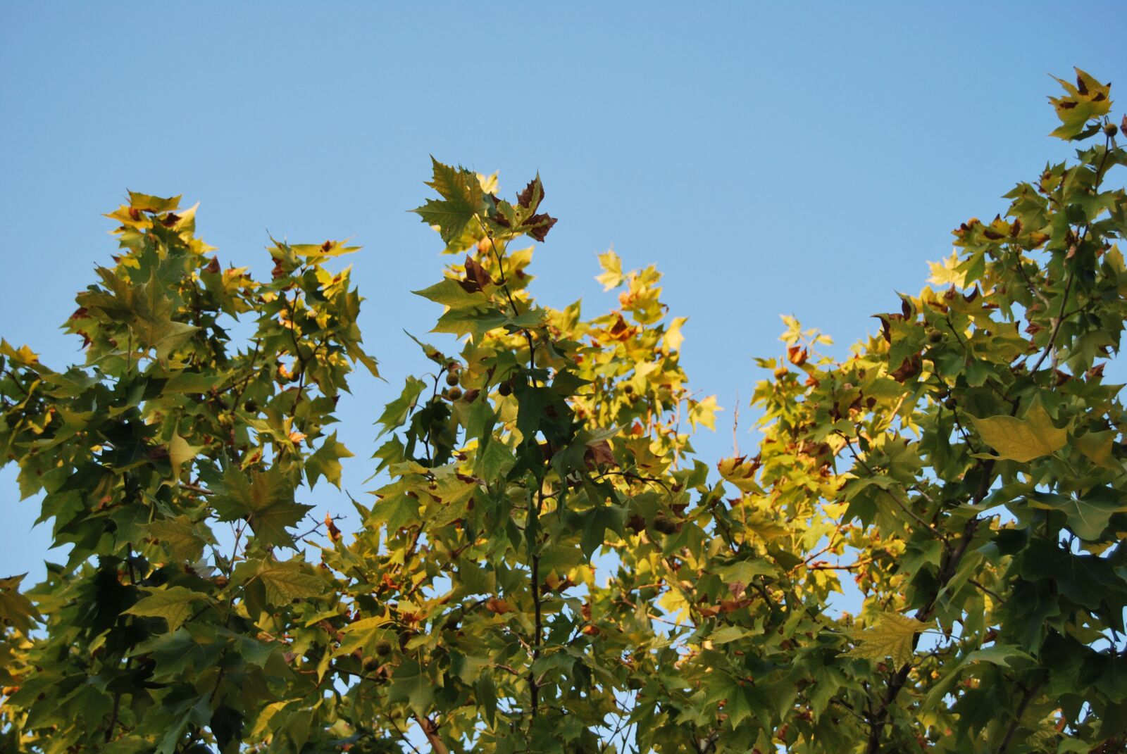 Nikon D60 sample photo. Tree, green, jaén photography