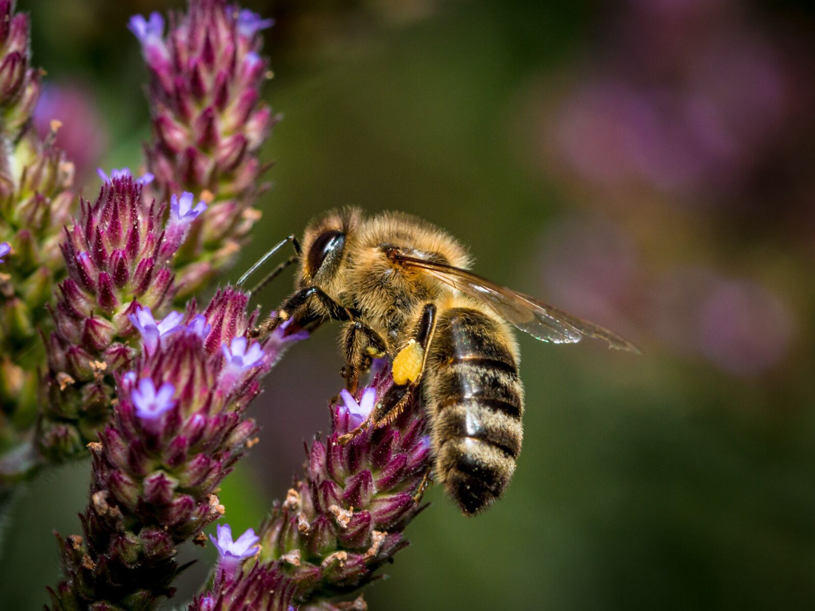 Canon EOS 70D sample photo. Bee, flower, insect photography