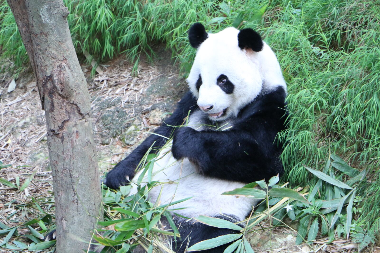 Canon EOS 70D sample photo. Panda, endangered, bear photography