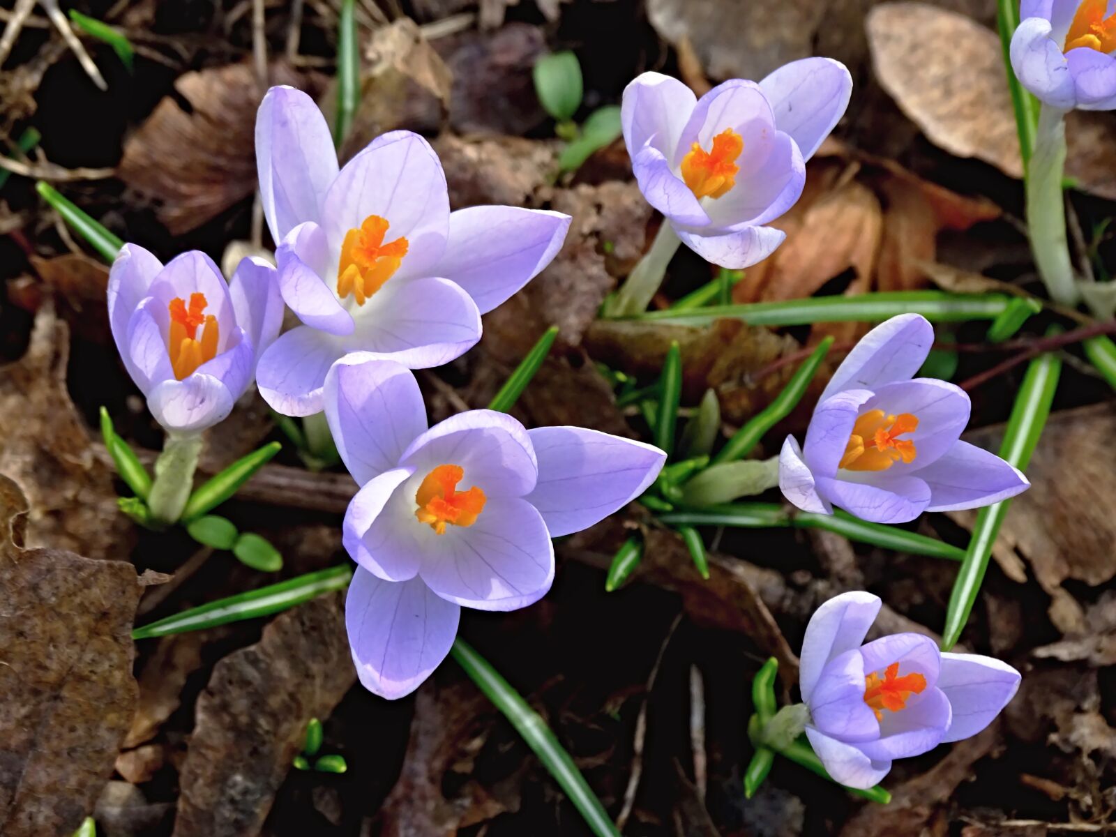 Sony Cyber-shot DSC-HX400V sample photo. Crocus, spring, lenz photography