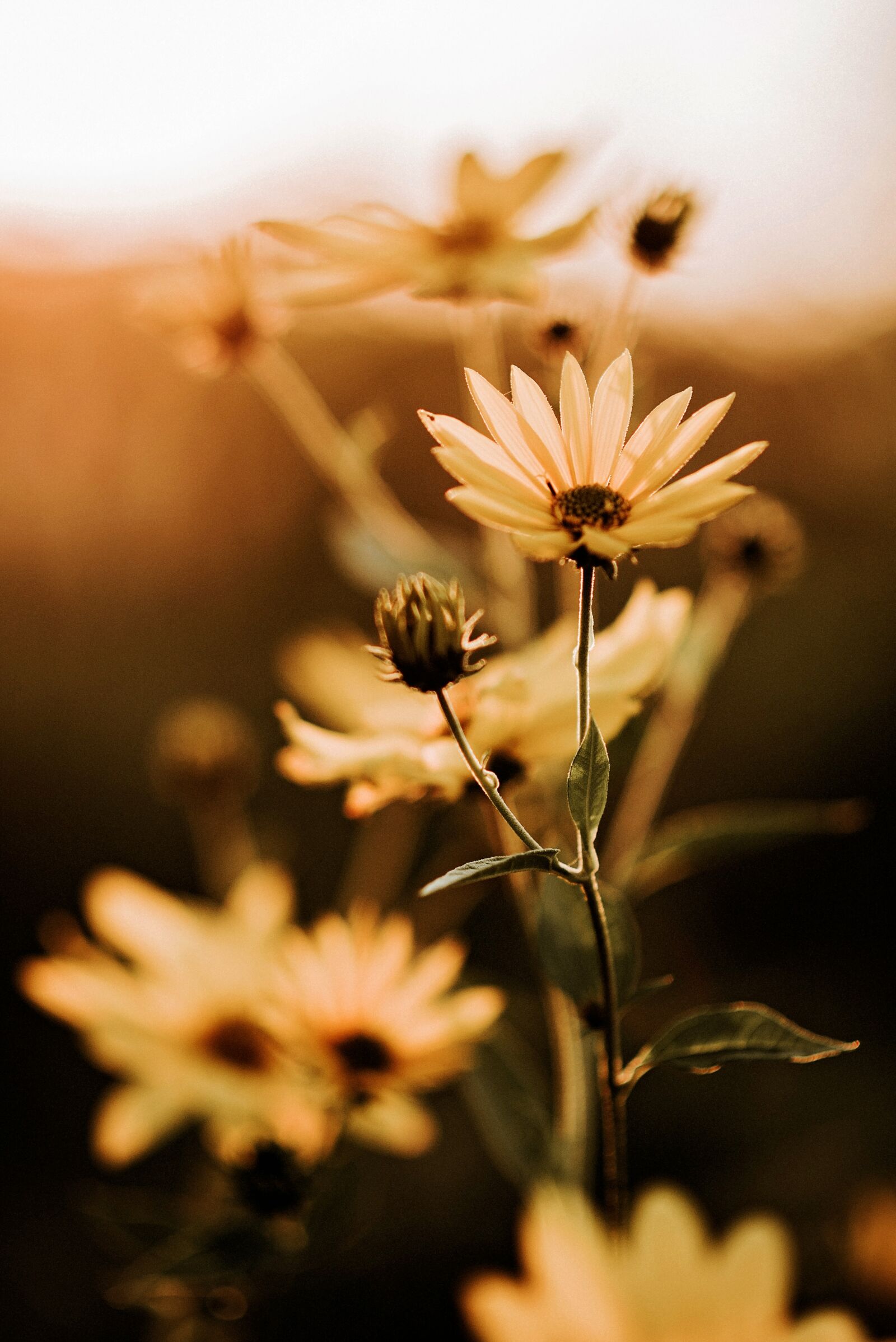 Nikon D810 sample photo. Meadow, plant, sun photography